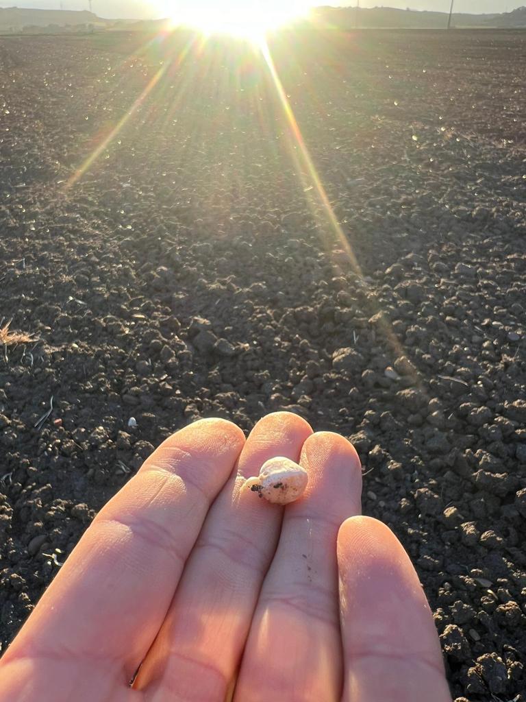 I Ceci Lucani: Un Tesoro della Natura per la Tua Tavola