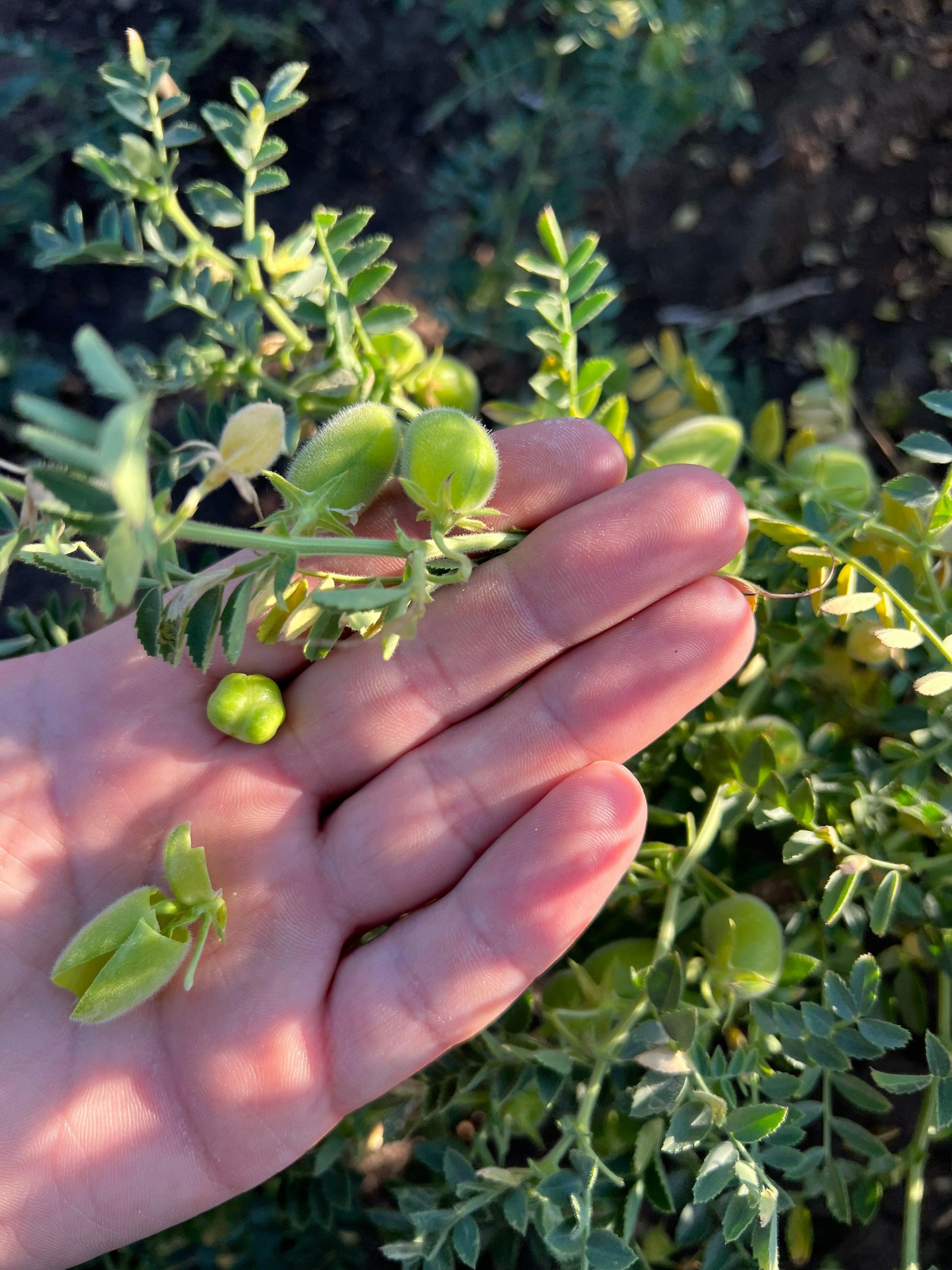 CECI (grandi)  - Coltivati in Basilicata, Italia.