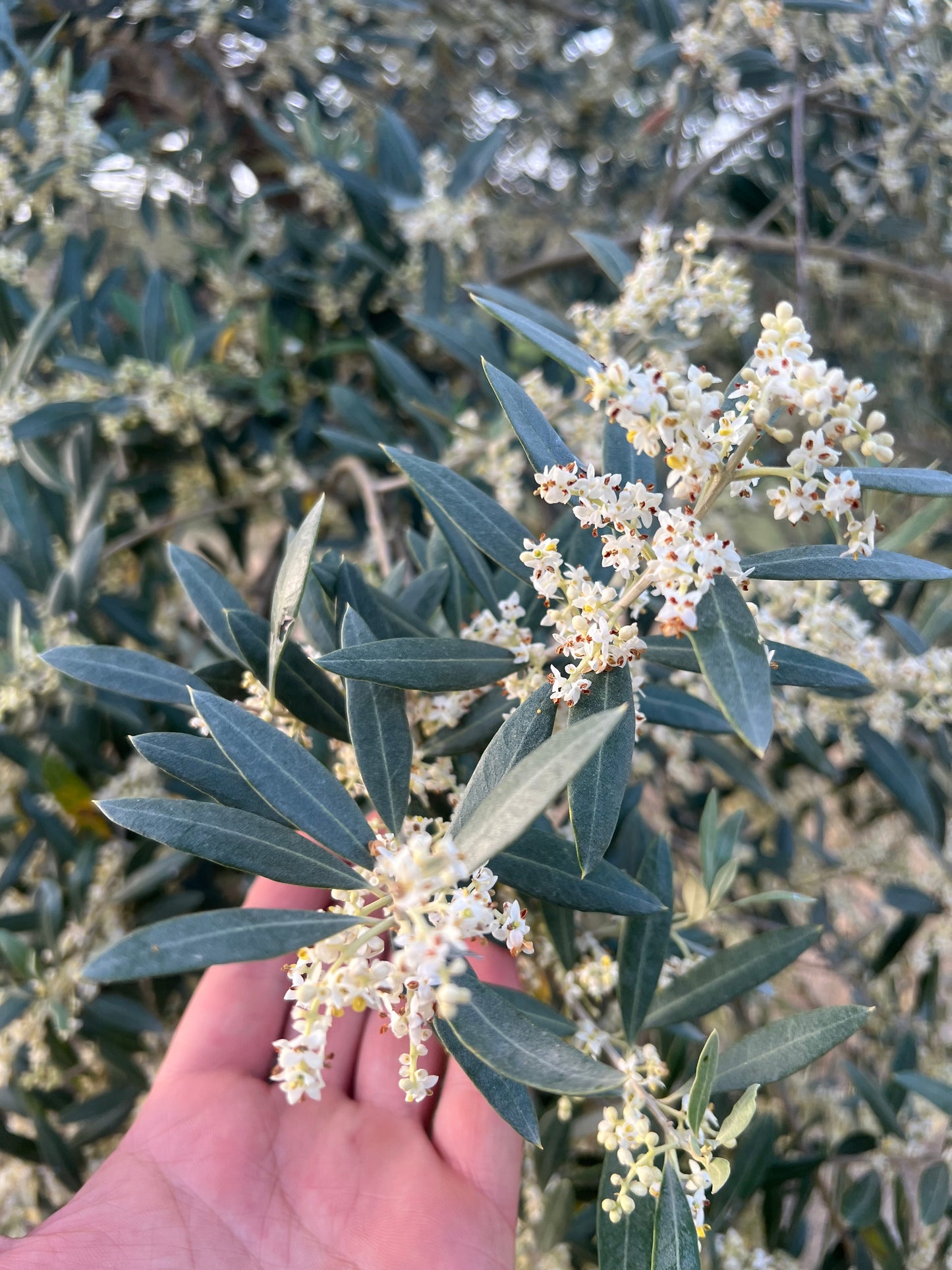 OLIO EXTRA VERGINE DI OLIVA - Coltivato in Basilicata, Italia