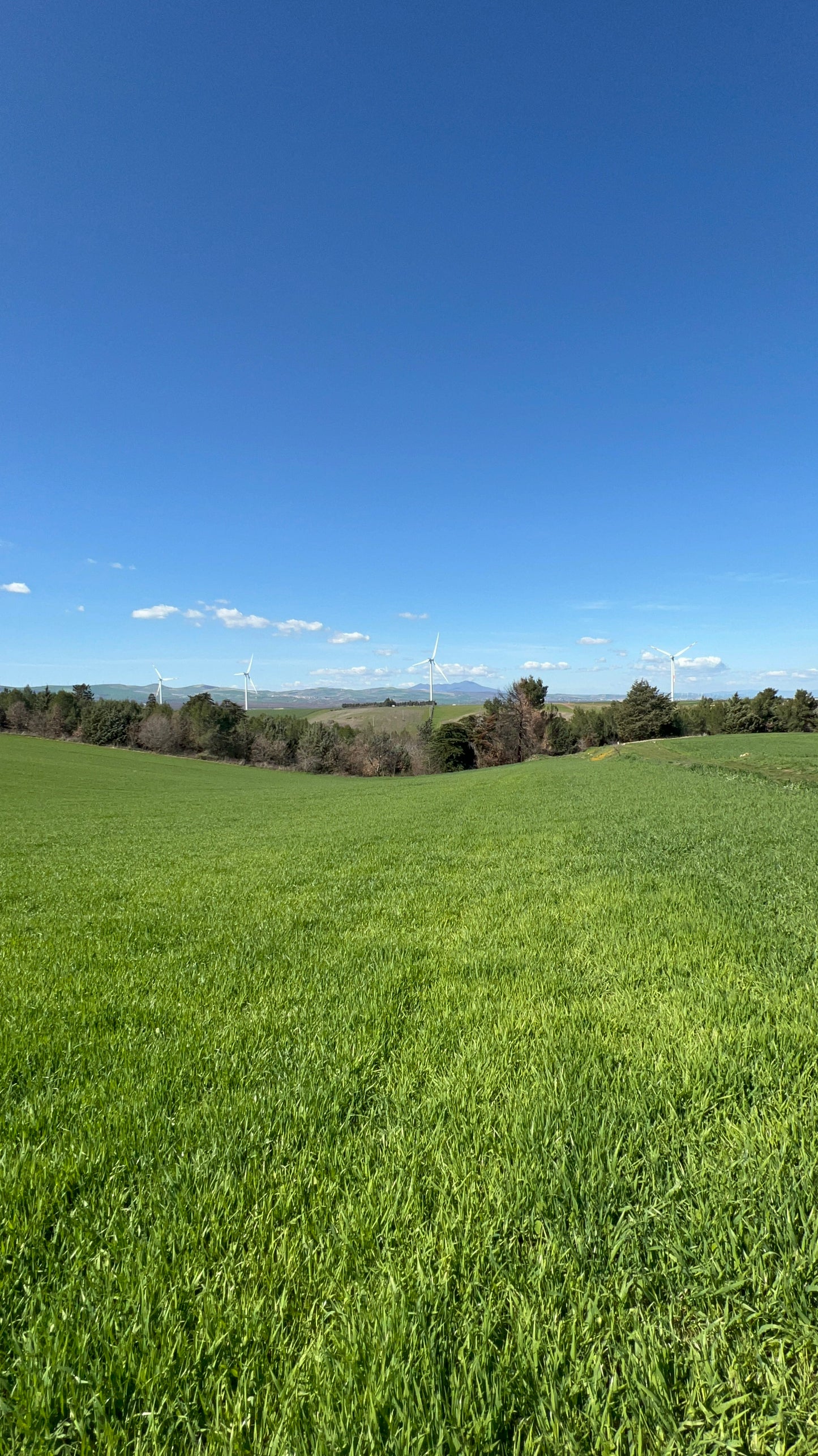 GRANO DURO INTEGRALE  - Coltivato in Basilicata, Italia