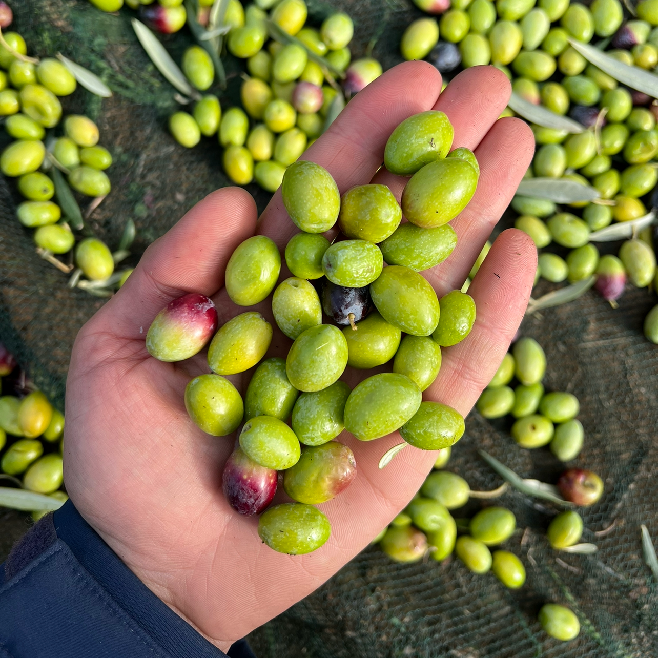 OLIO EXTRA VERGINE DI OLIVA - Coltivato in Basilicata, Italia.