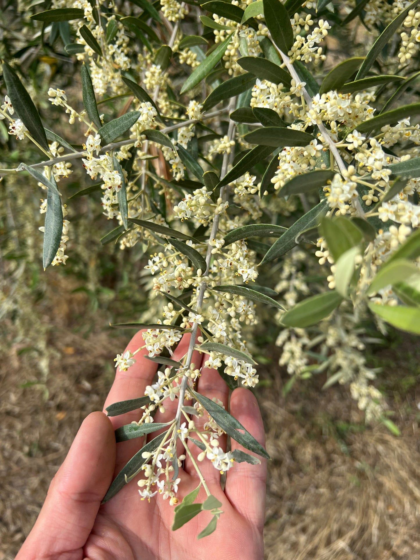 OLIO EXTRA VERGINE DI OLIVA - Coltivato in Basilicata, Italia