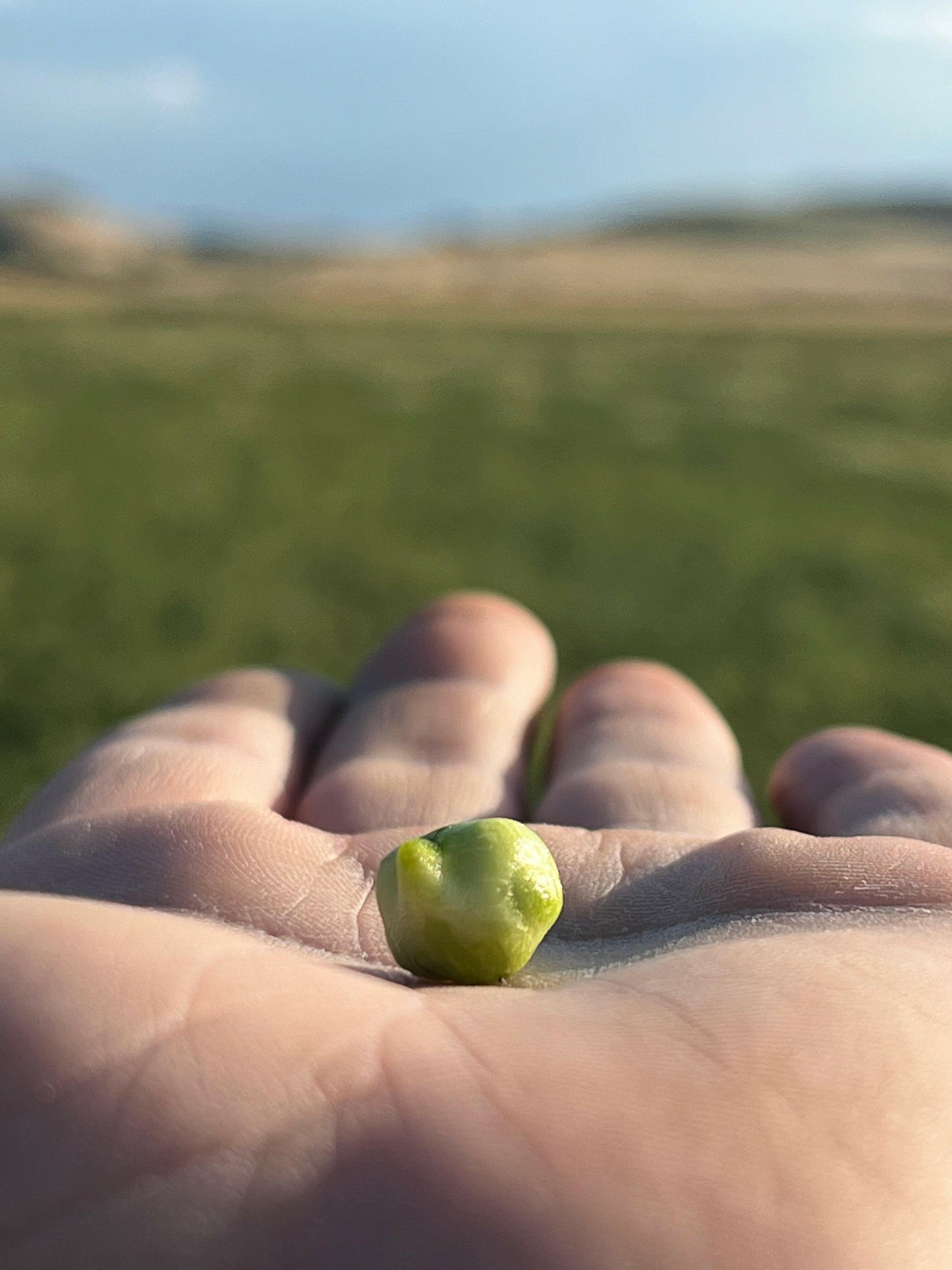 CECI (grandi)  - Coltivati in Basilicata, Italia.