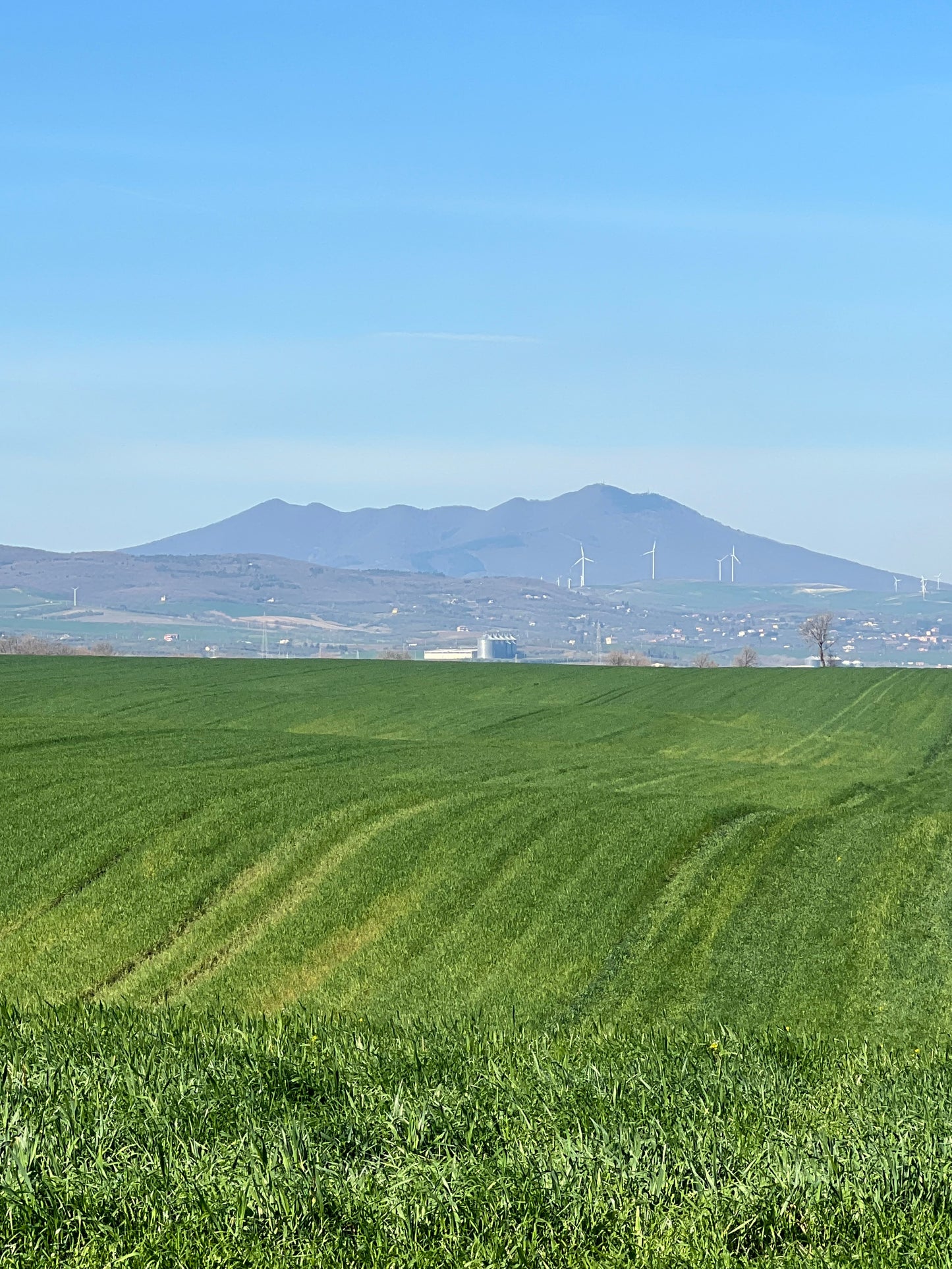 GRANO DURO INTEGRALE  - Coltivato in Basilicata, Italia