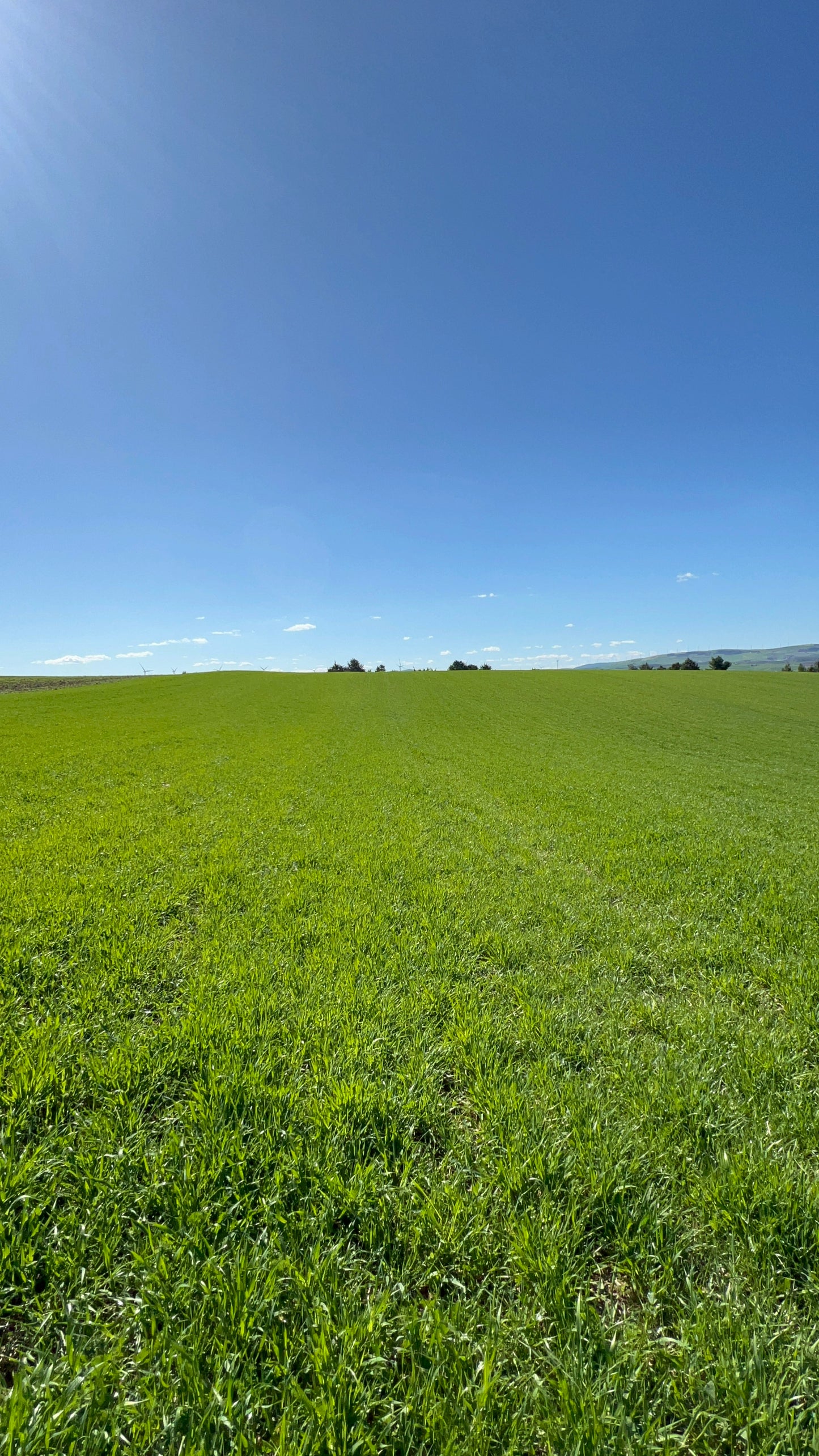 GRANO DURO INTEGRALE  - Coltivato in Basilicata, Italia