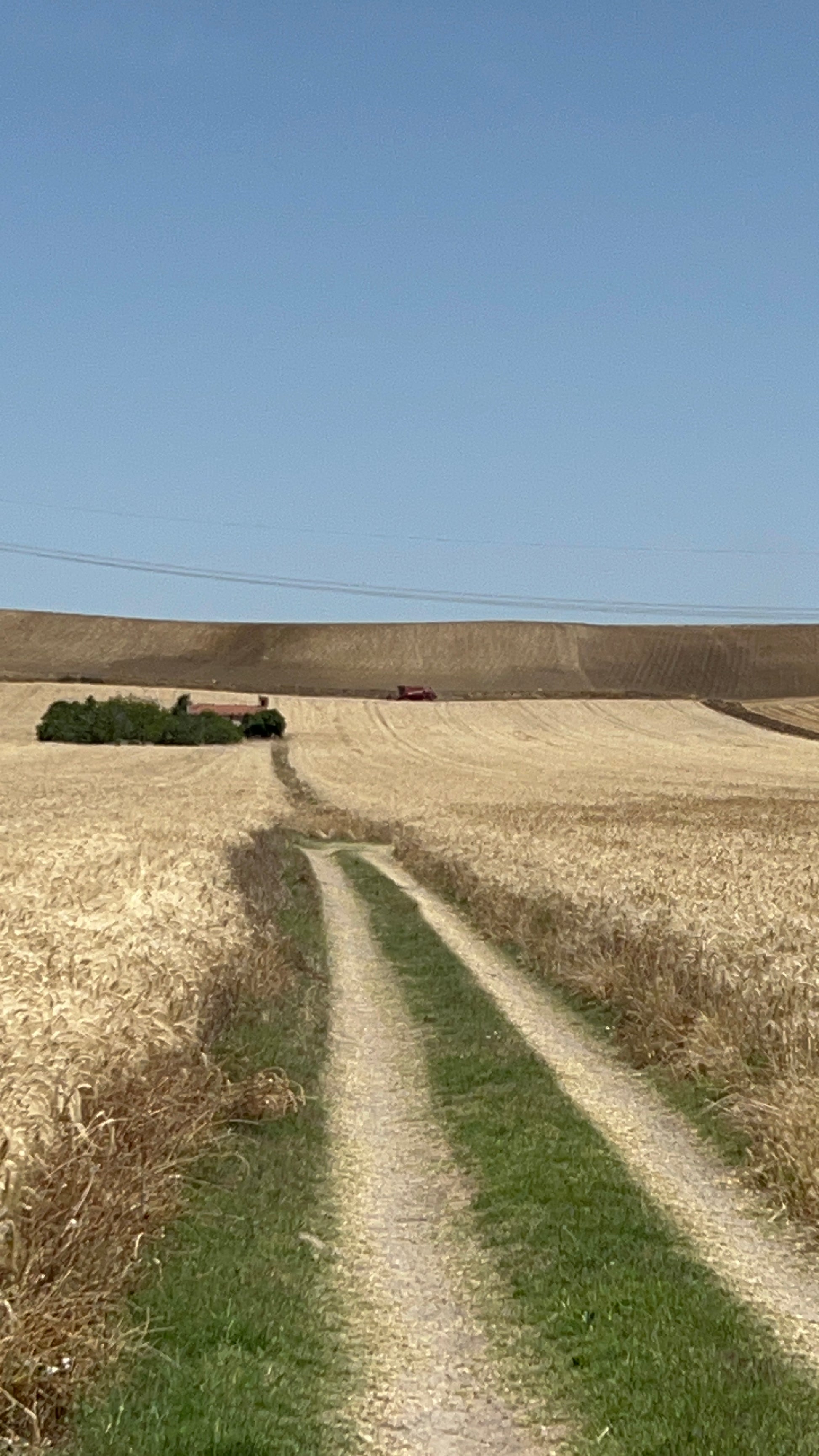 GRANO DURO INTEGRALE  - Coltivato in Basilicata, Italia.