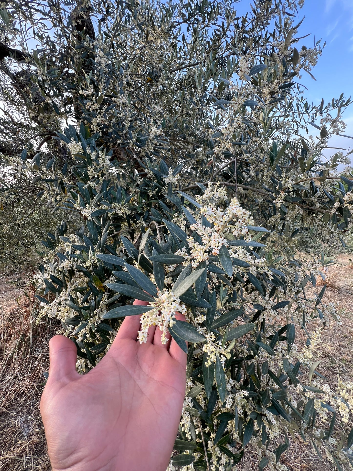 OLIO EXTRA VERGINE DI OLIVA - Coltivato in Basilicata, Italia