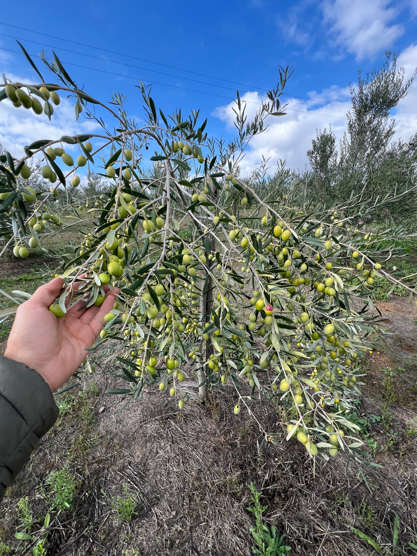 OLIO EXTRA VERGINE DI OLIVA - Coltivato in Basilicata, Italia