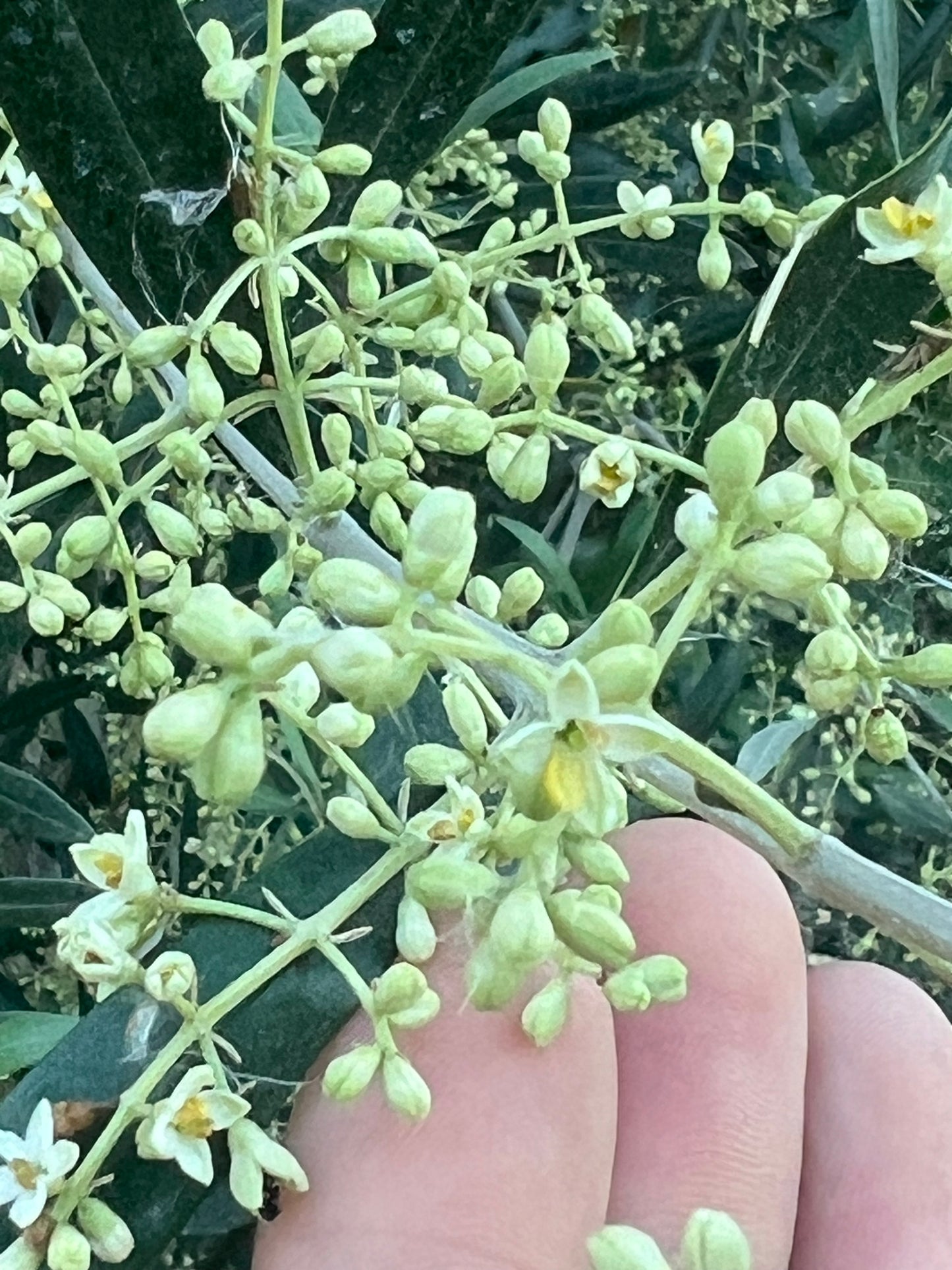 OLIO EXTRA VERGINE DI OLIVA - Coltivato in Basilicata, Italia