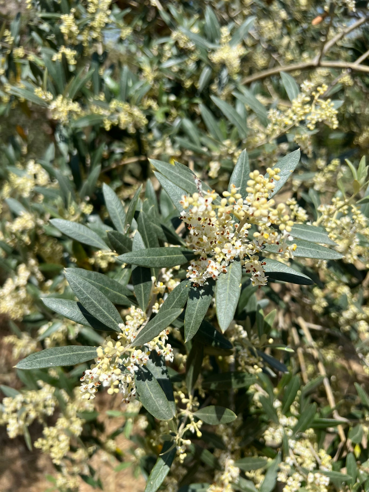 OLIO EXTRA VERGINE DI OLIVA - Coltivato in Basilicata, Italia