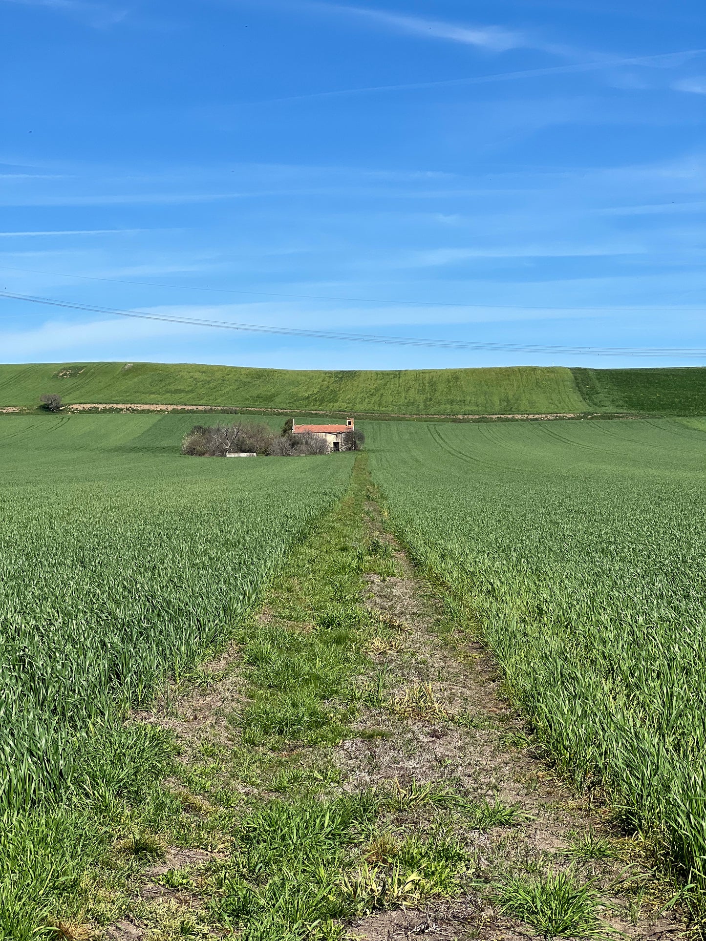 GRANO DURO INTEGRALE  - Coltivato in Basilicata, Italia