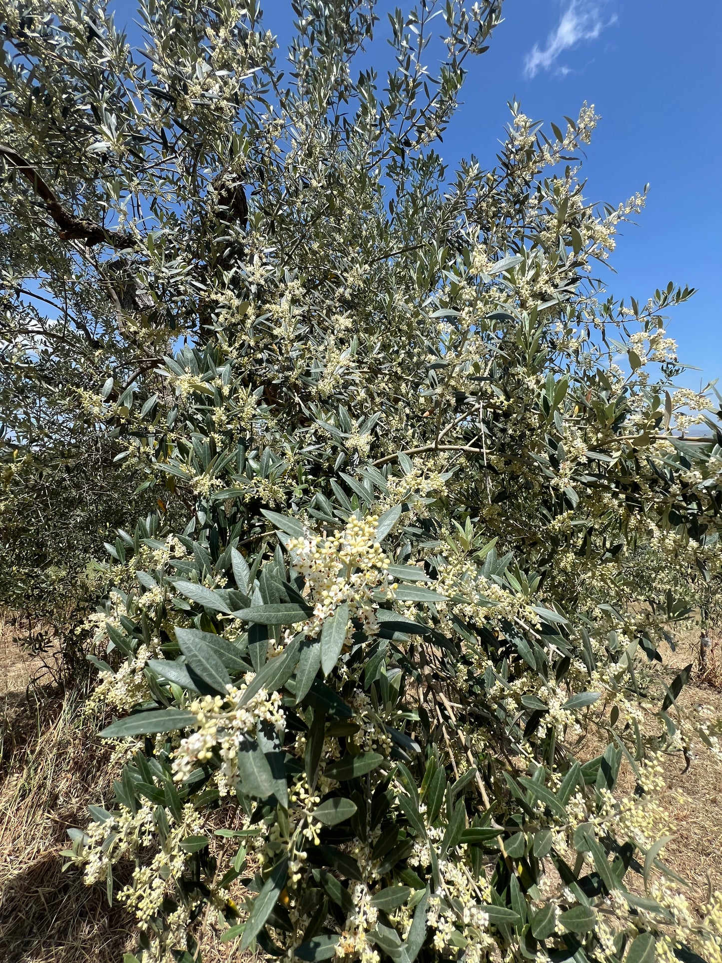 OLIO EXTRA VERGINE DI OLIVA - Coltivato in Basilicata, Italia