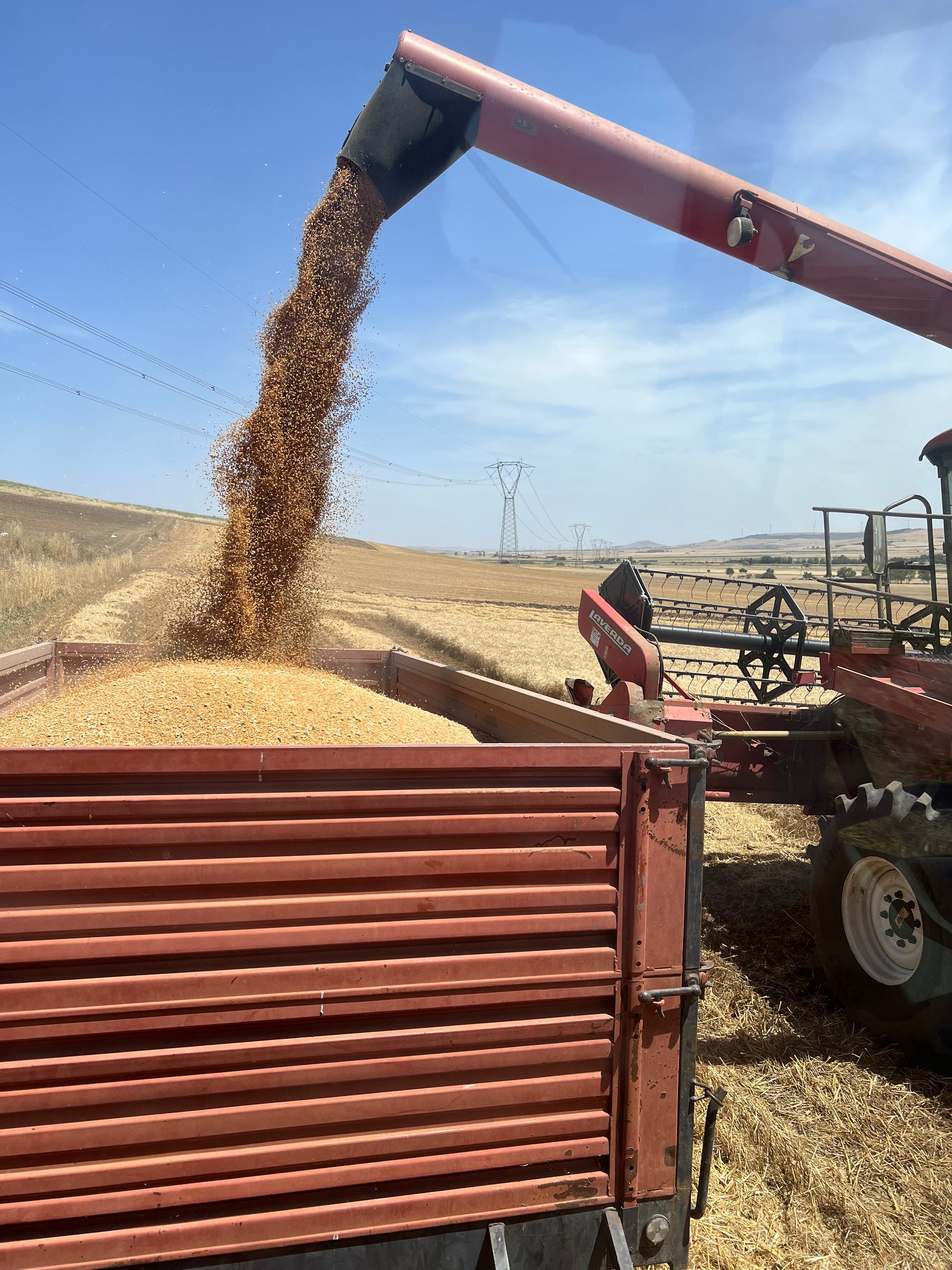 GRANO DURO INTEGRALE  - Coltivato in Basilicata, Italia.