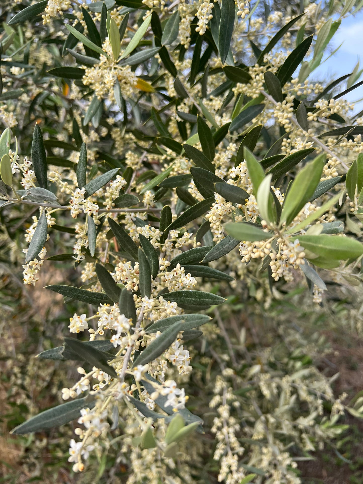 OLIO EXTRA VERGINE DI OLIVA - Coltivato in Basilicata, Italia