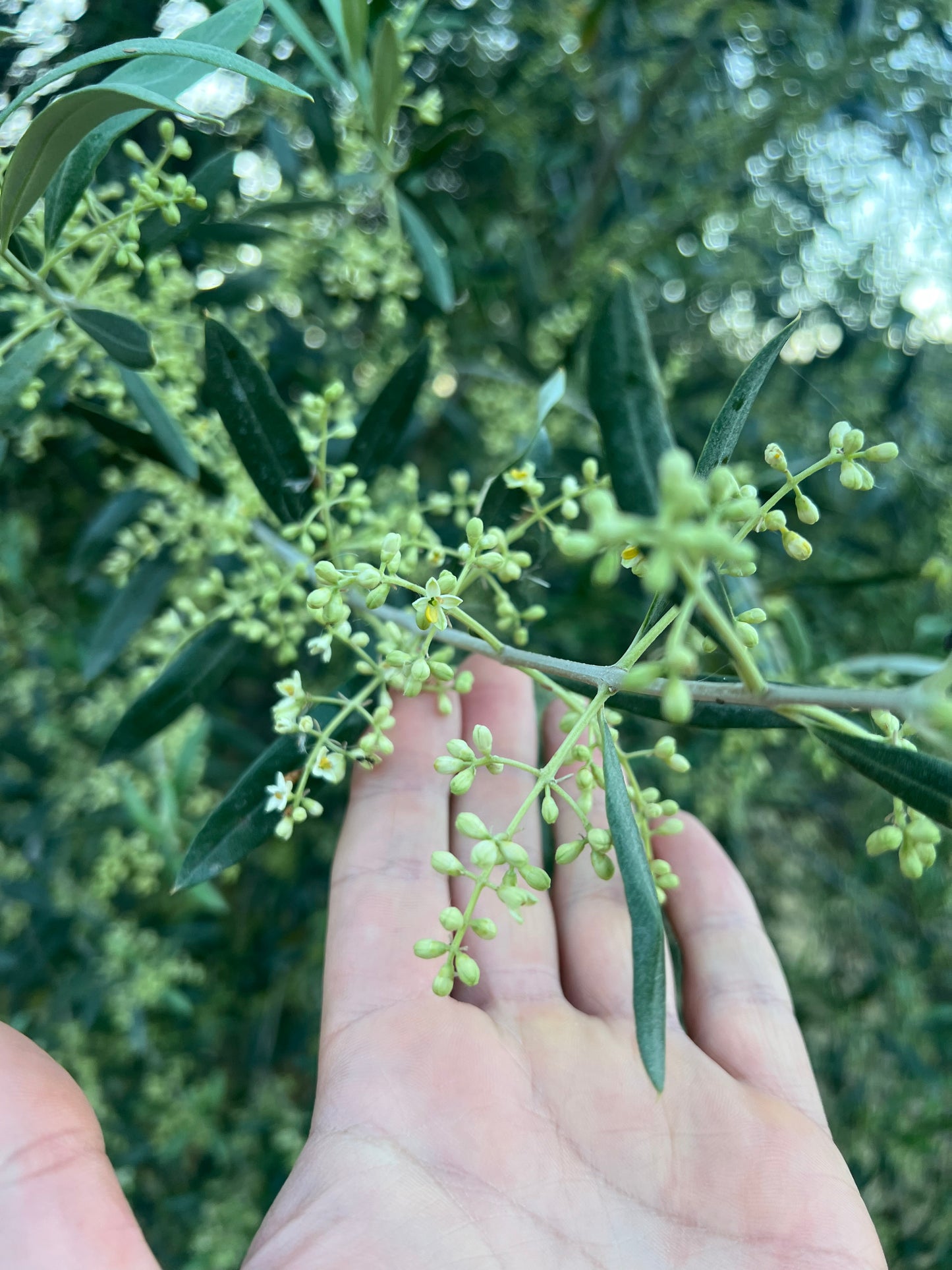 OLIO EXTRA VERGINE DI OLIVA - Coltivato in Basilicata, Italia