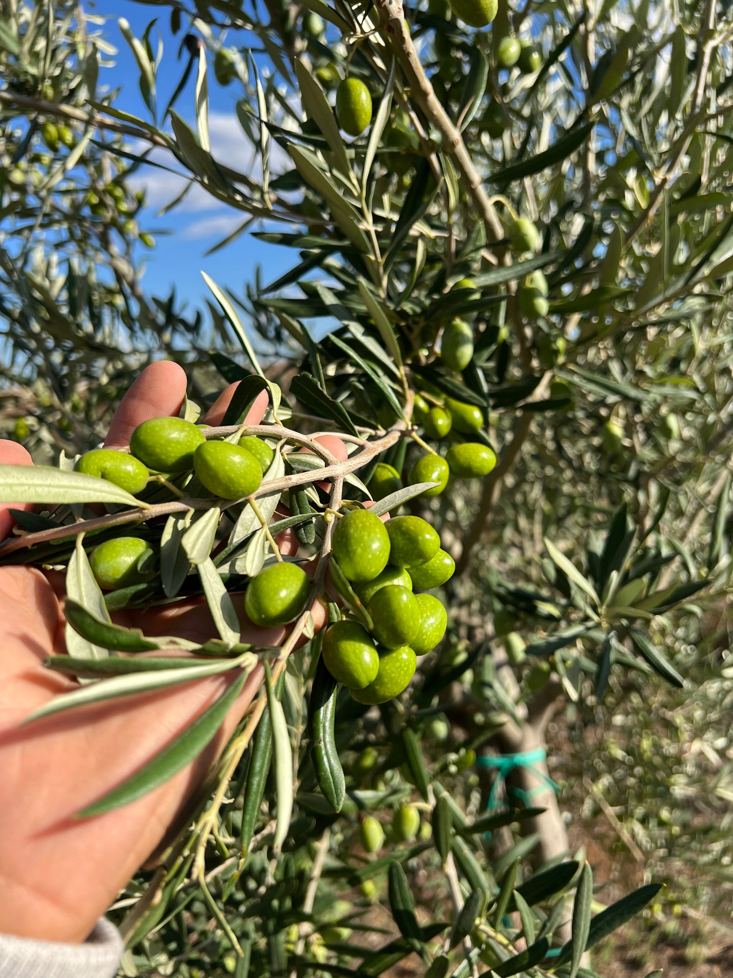 OLIO EXTRA VERGINE DI OLIVA - Coltivato in Basilicata, Italia