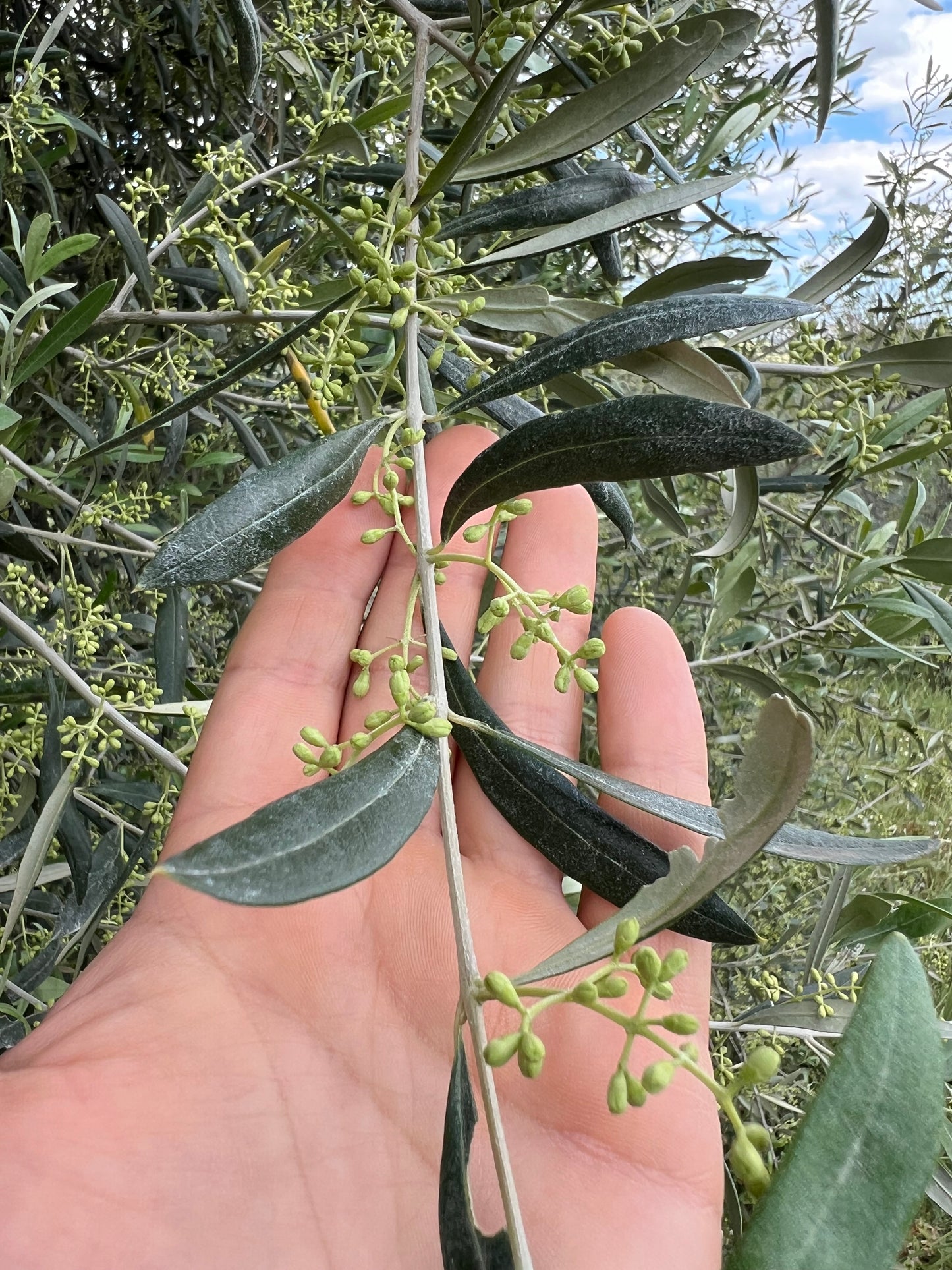 OLIO EXTRA VERGINE DI OLIVA - Coltivato in Basilicata, Italia