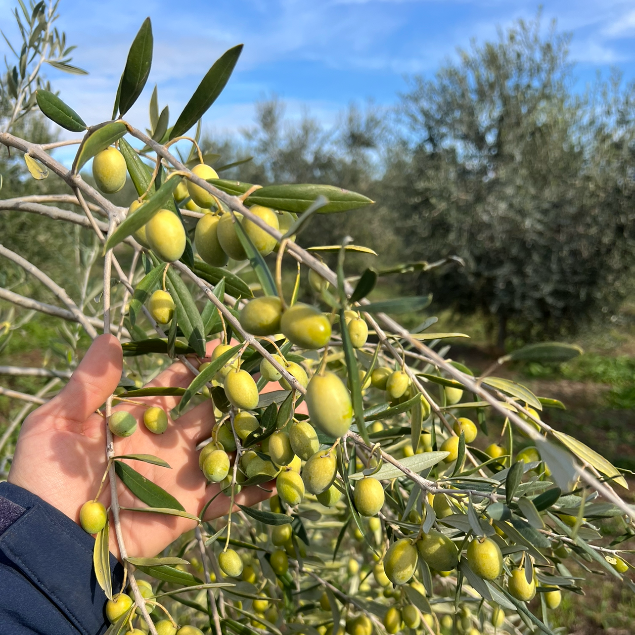 OLIO EXTRA VERGINE DI OLIVA - Coltivato in Basilicata, Italia.