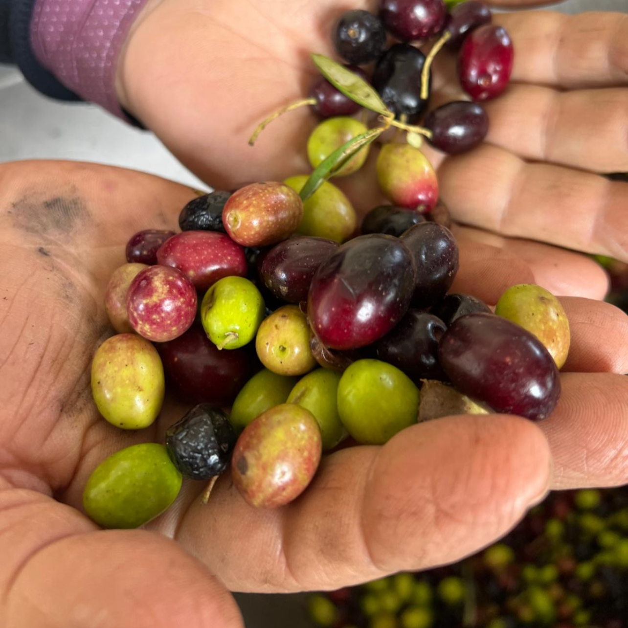 OLIO EXTRA VERGINE DI OLIVA - Coltivato in Basilicata, Italia.