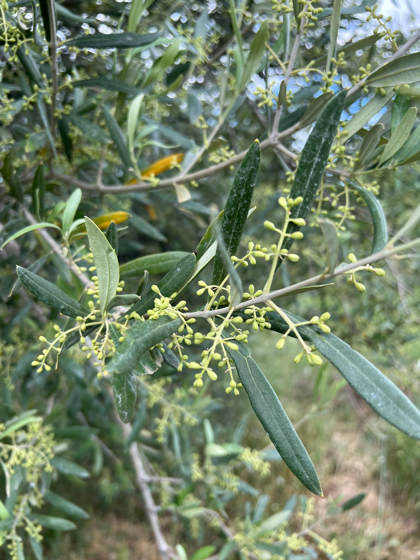 OLIO EXTRA VERGINE DI OLIVA - Coltivato in Basilicata, Italia