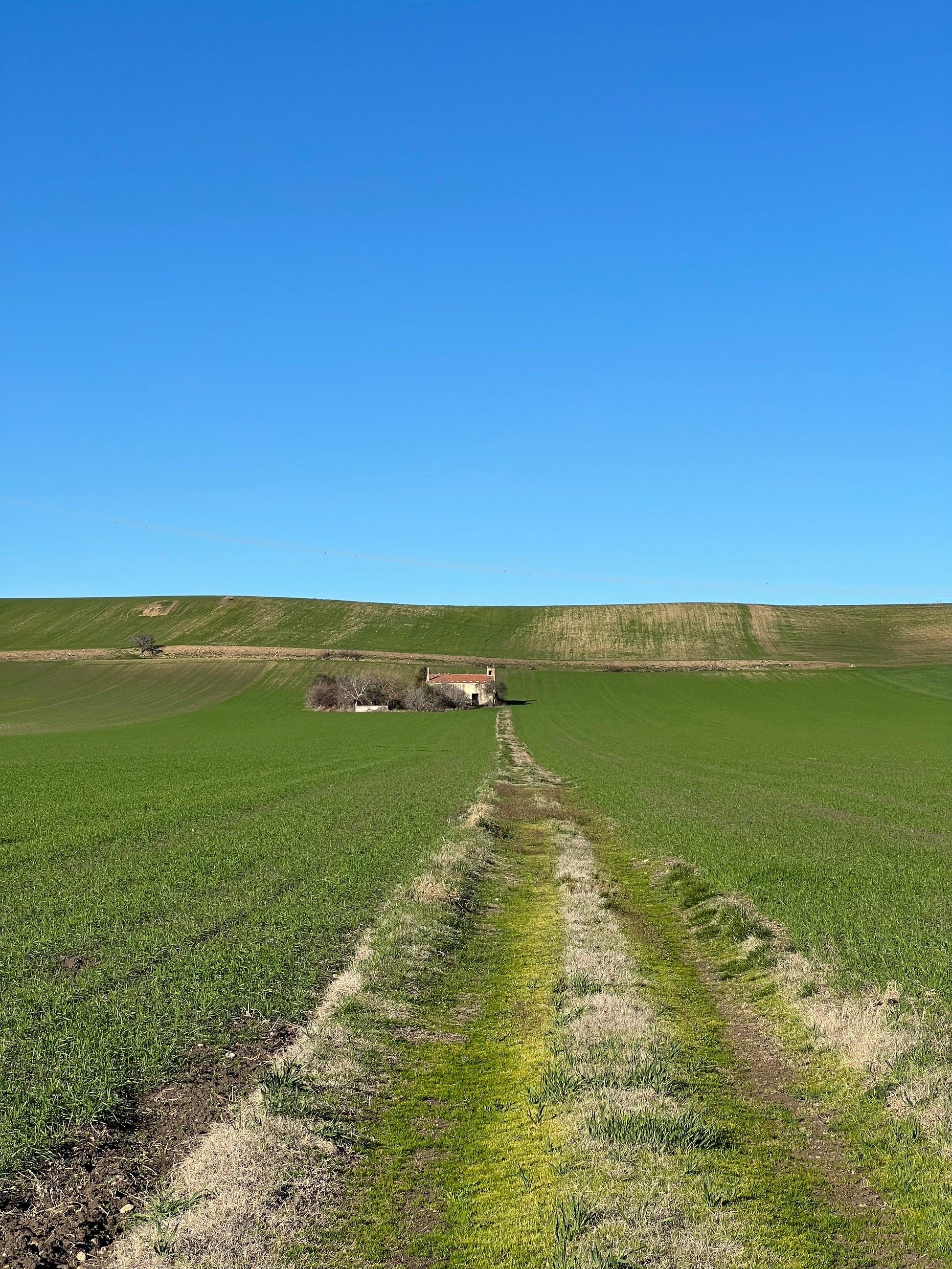 GRANO DURO INTEGRALE  - Coltivato in Basilicata, Italia.