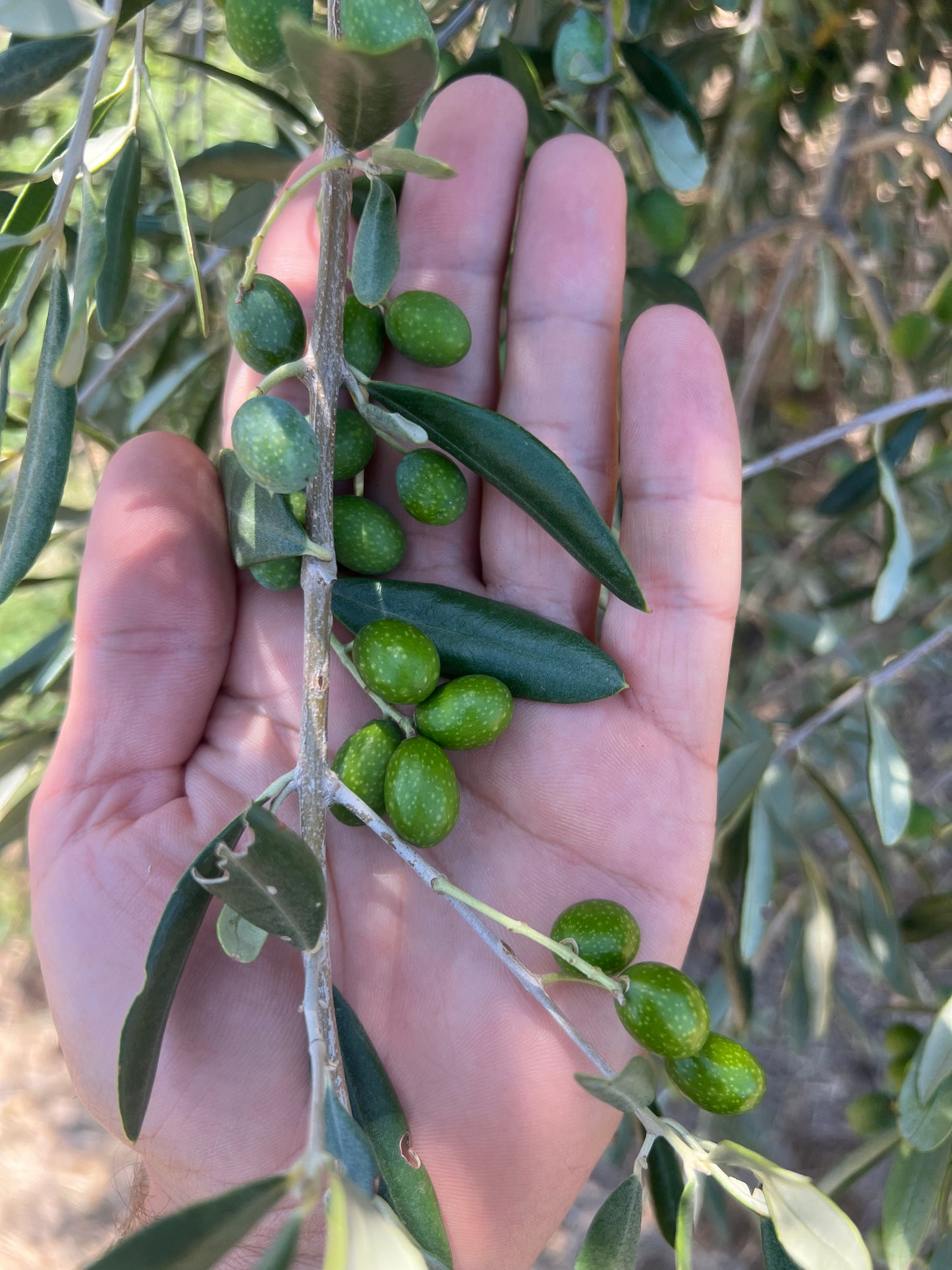 OLIO EXTRA VERGINE DI OLIVA - Coltivato in Basilicata, Italia