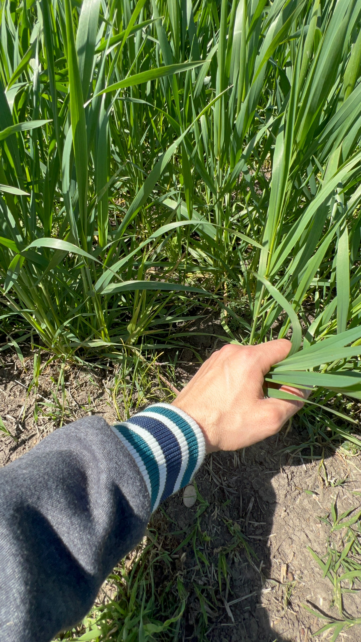 GRANO DURO INTEGRALE  - Coltivato in Basilicata, Italia