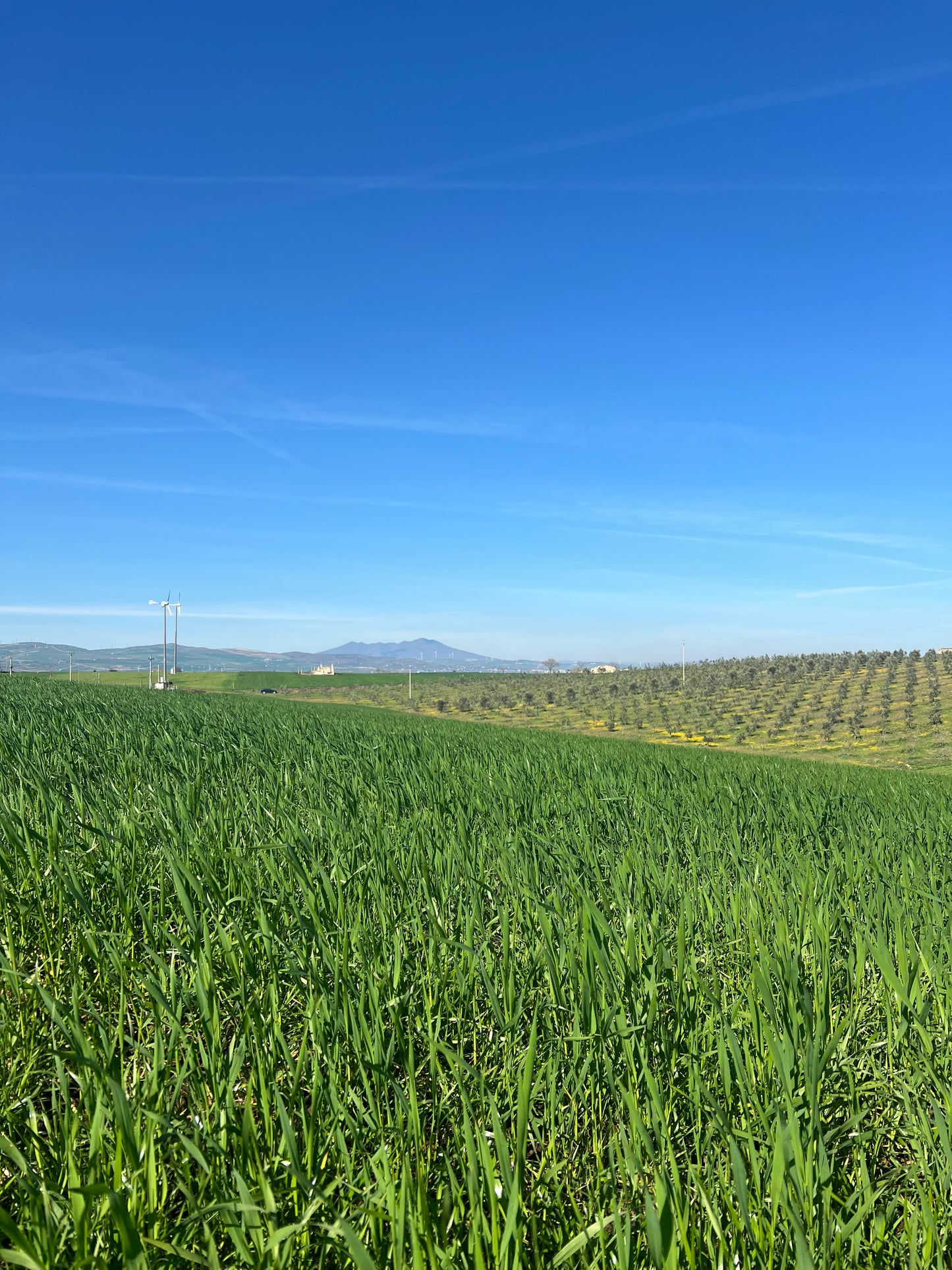 GRANO DURO INTEGRALE  - Coltivato in Basilicata, Italia