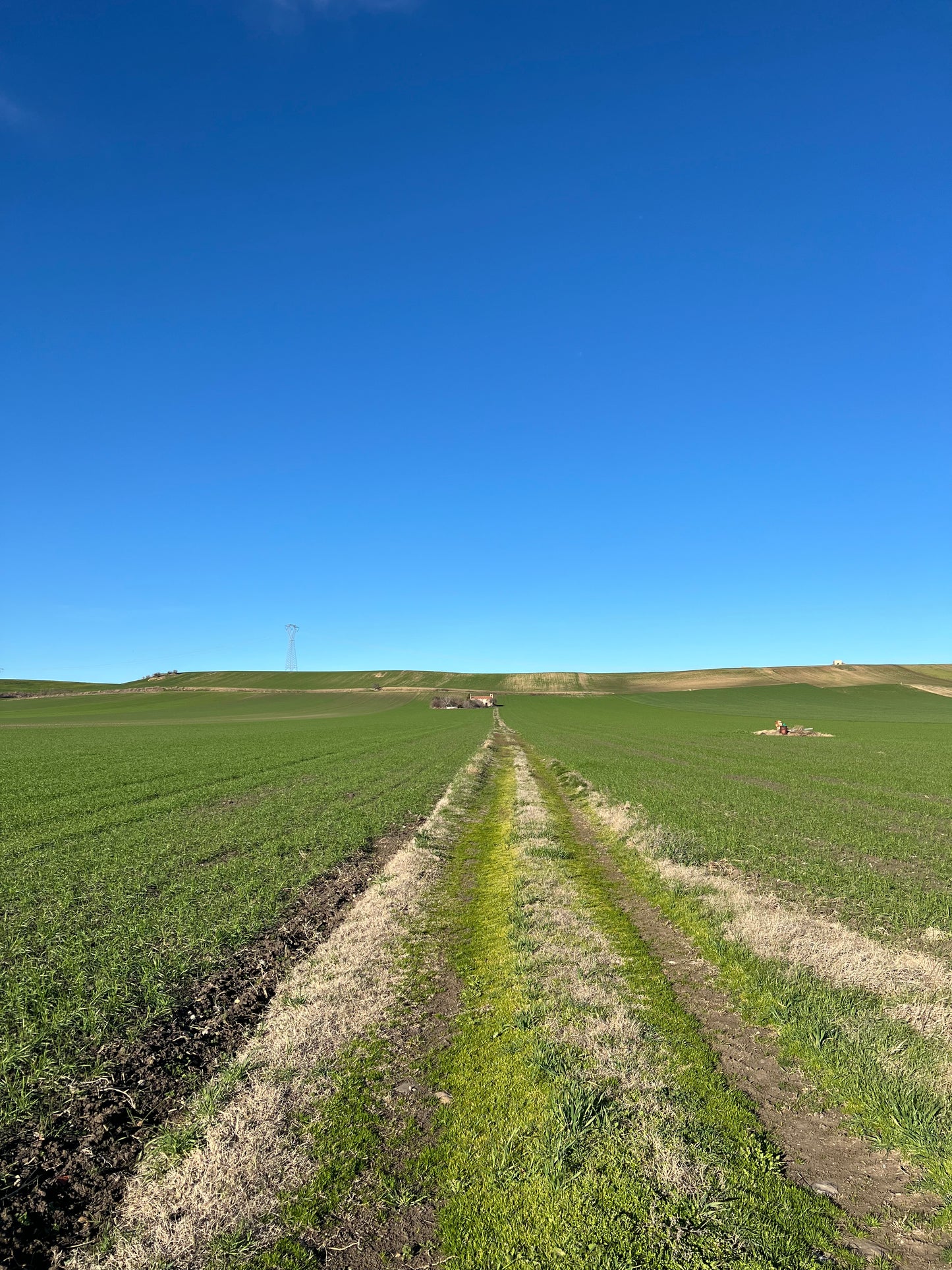 GRANO DURO INTEGRALE  - Coltivato in Basilicata, Italia.