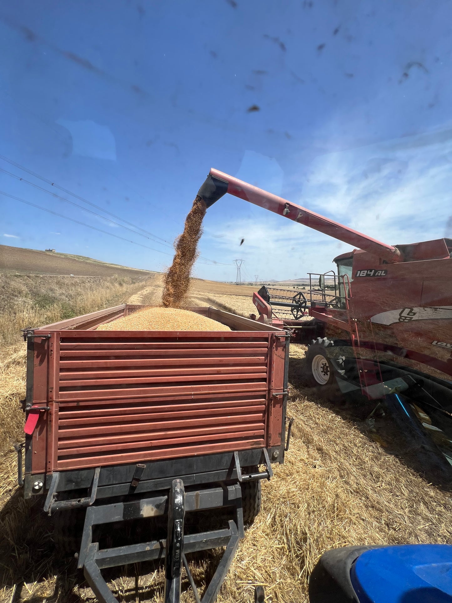 GRANO DURO INTEGRALE  - Coltivato in Basilicata, Italia.