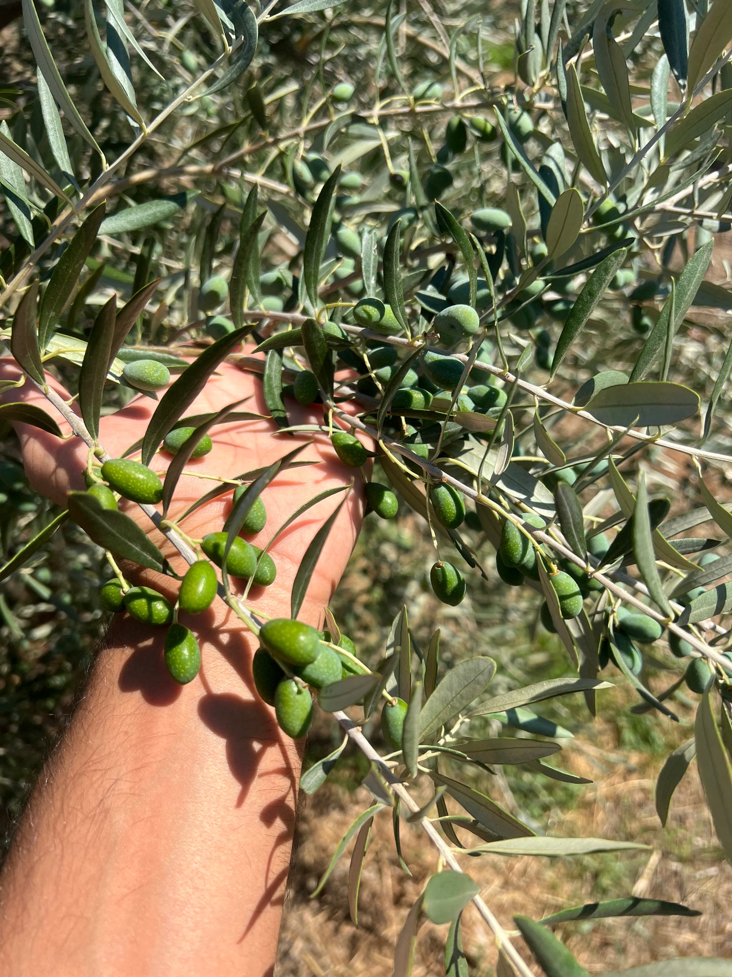 OLIO EXTRA VERGINE DI OLIVA - Coltivato in Basilicata, Italia