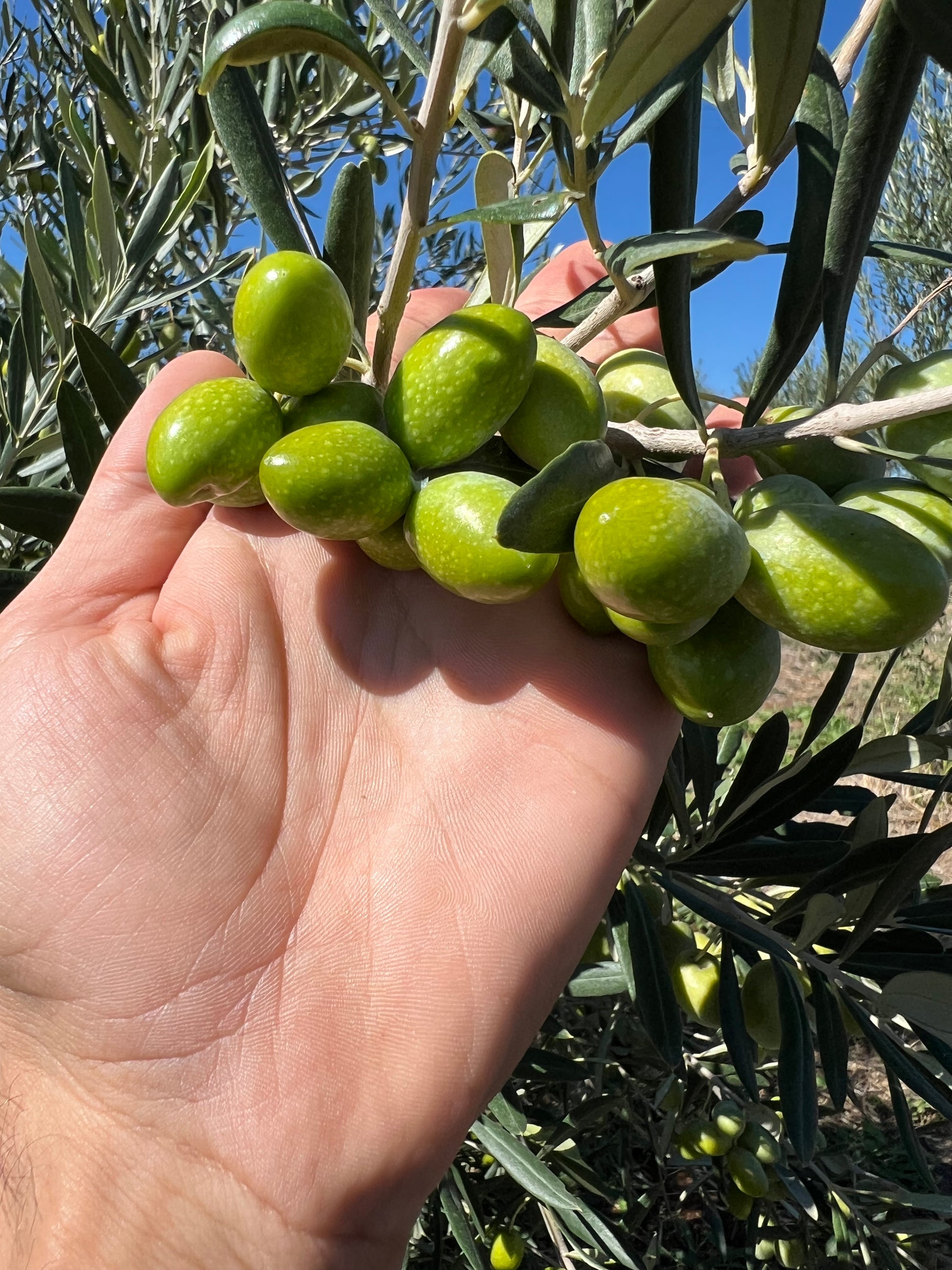 OLIO EXTRA VERGINE DI OLIVA - Coltivato in Basilicata, Italia.