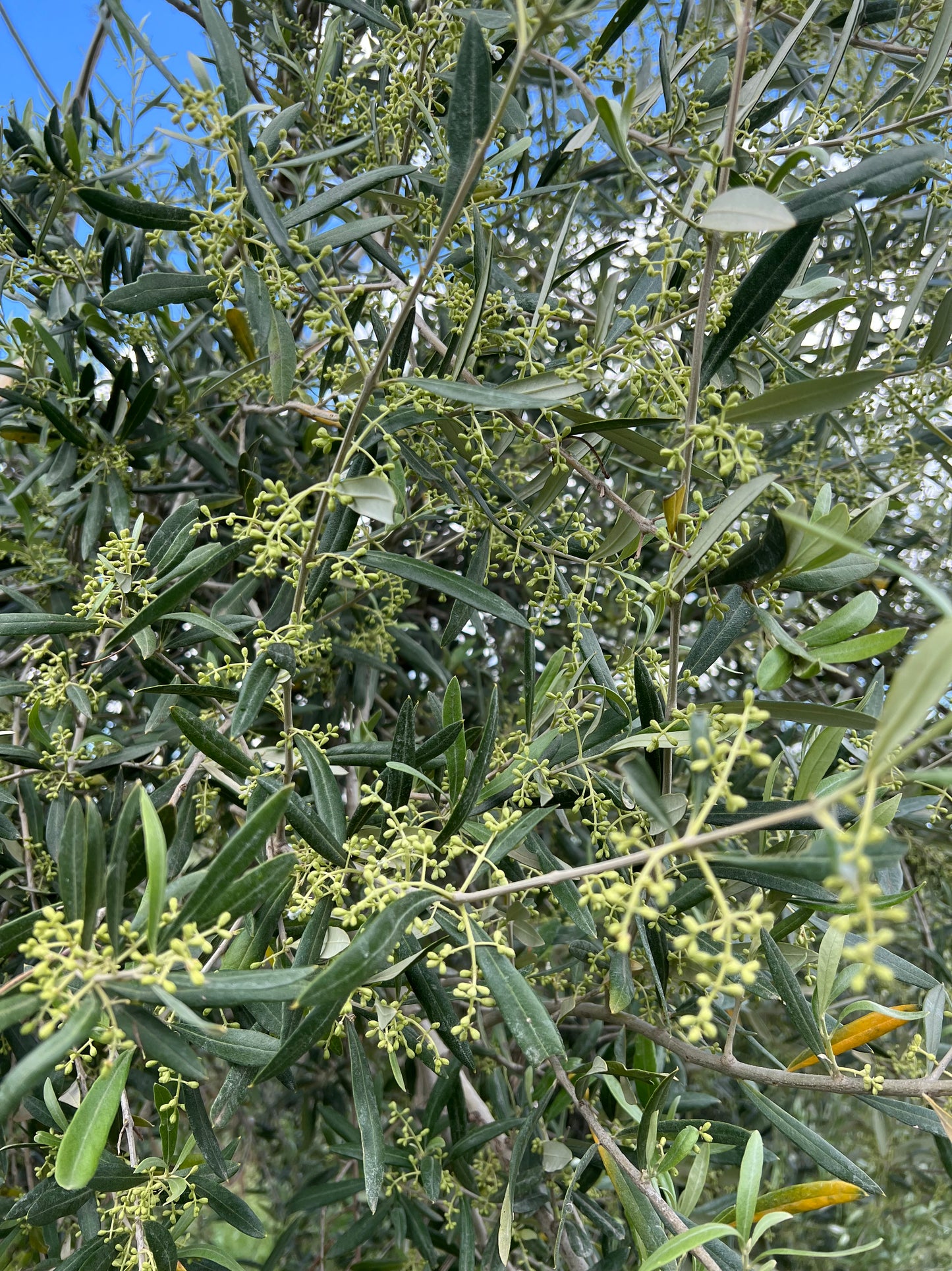 OLIO EXTRA VERGINE DI OLIVA - Coltivato in Basilicata, Italia