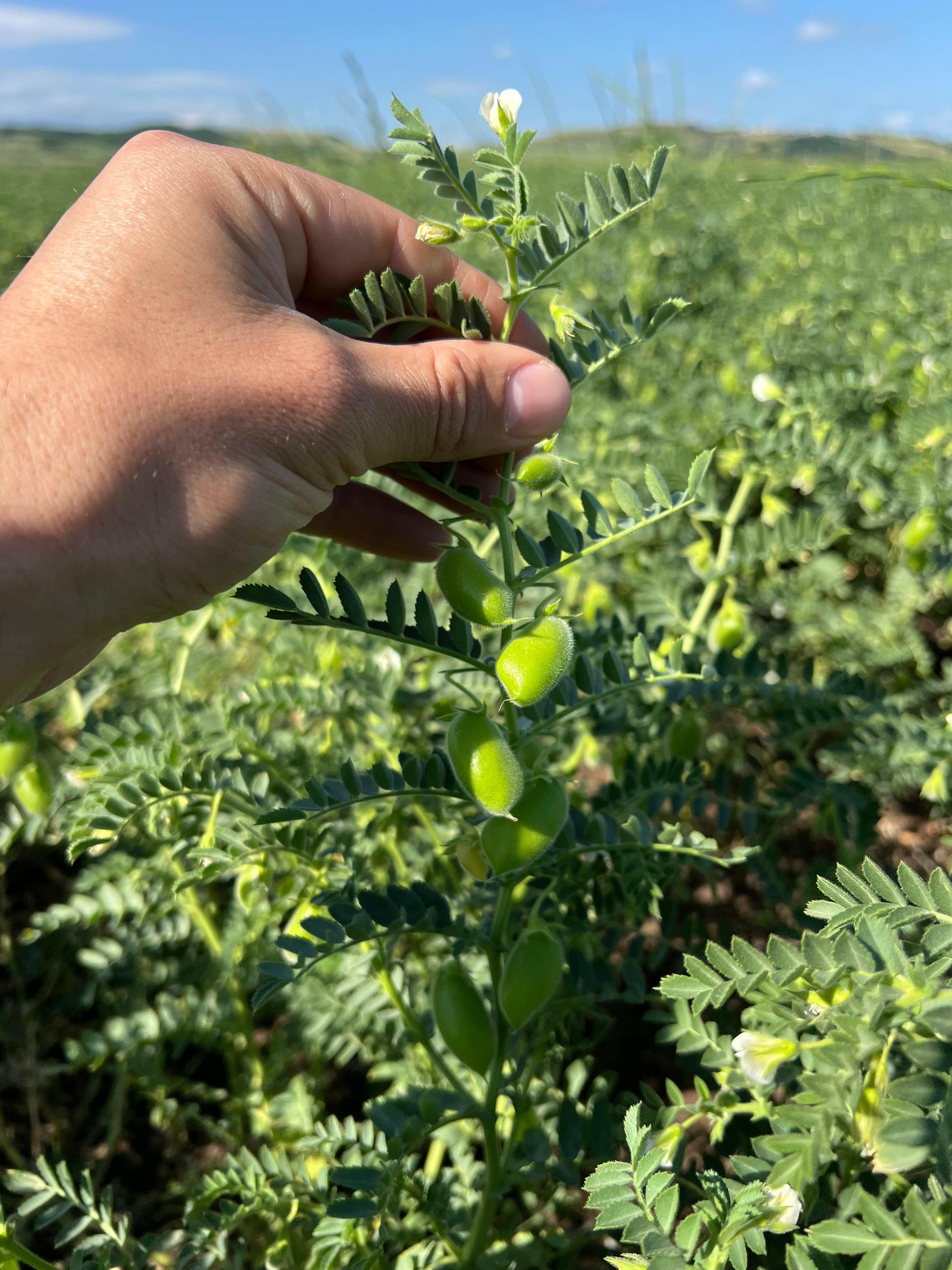 CECI (grandi)  - Coltivati in Basilicata, Italia.