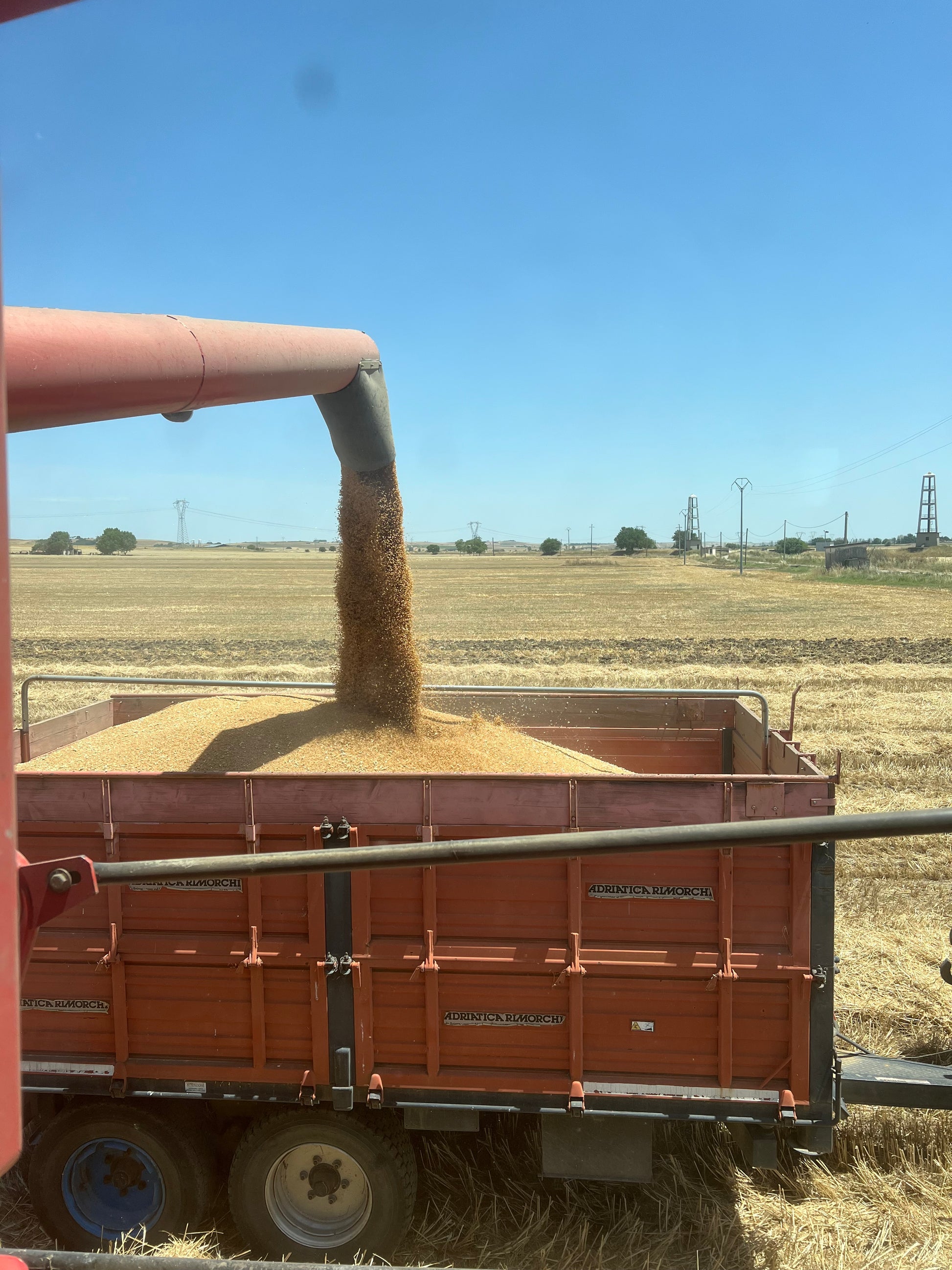 GRANO DURO INTEGRALE  - Coltivato in Basilicata, Italia.