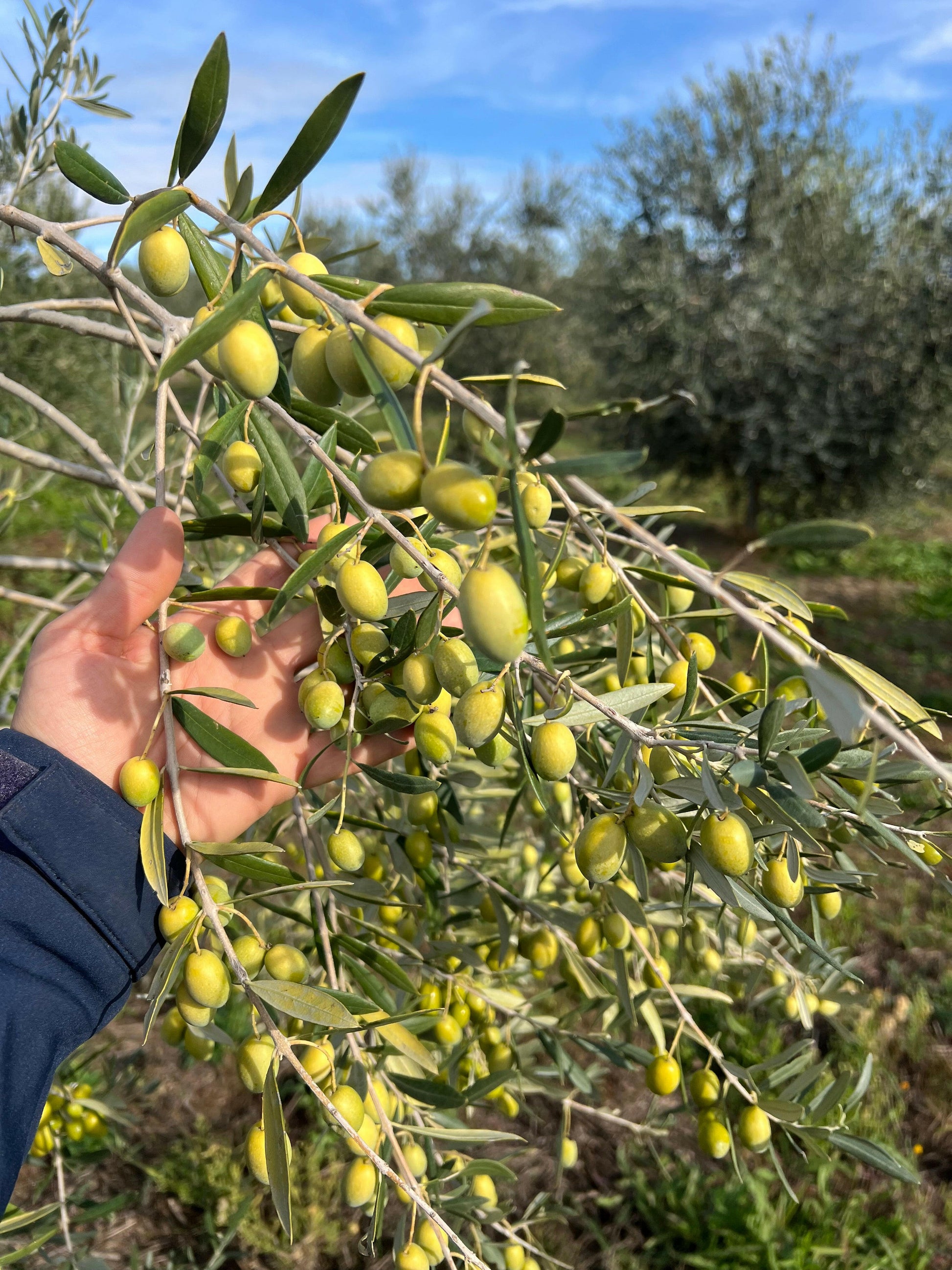 OLIO EXTRA VERGINE DI OLIVA - Coltivato in Basilicata, Italia.