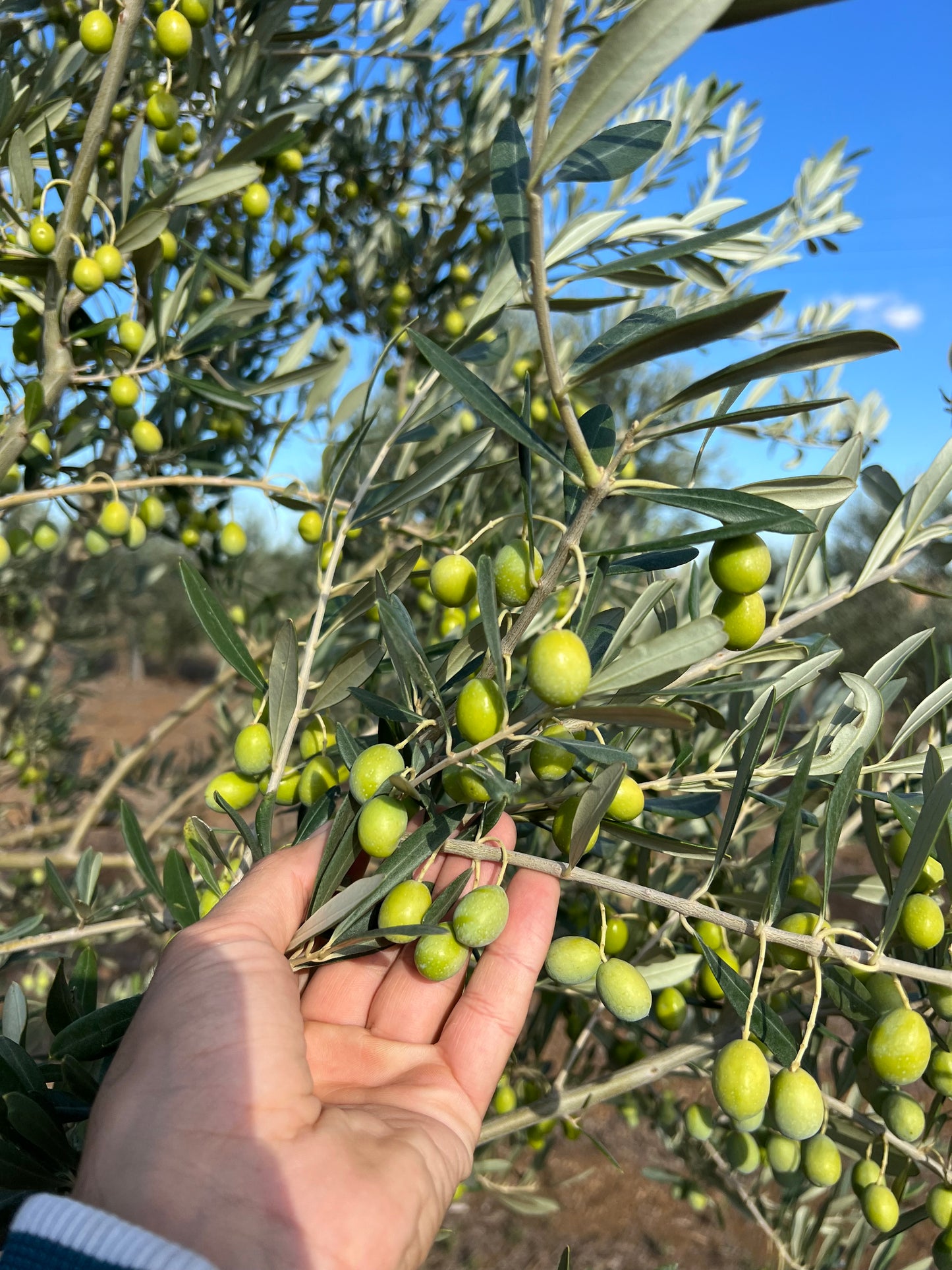 OLIO EXTRA VERGINE DI OLIVA - Coltivato in Basilicata, Italia