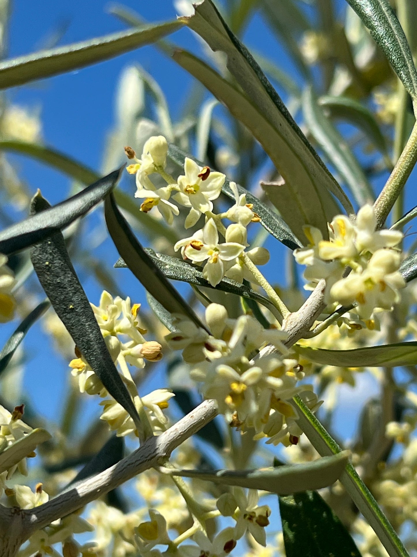 OLIO EXTRA VERGINE DI OLIVA - Coltivato in Basilicata, Italia