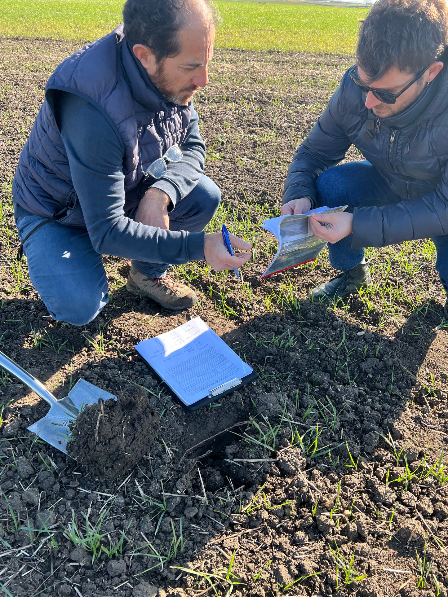 GRANO DURO INTEGRALE  - Coltivato in Basilicata, Italia