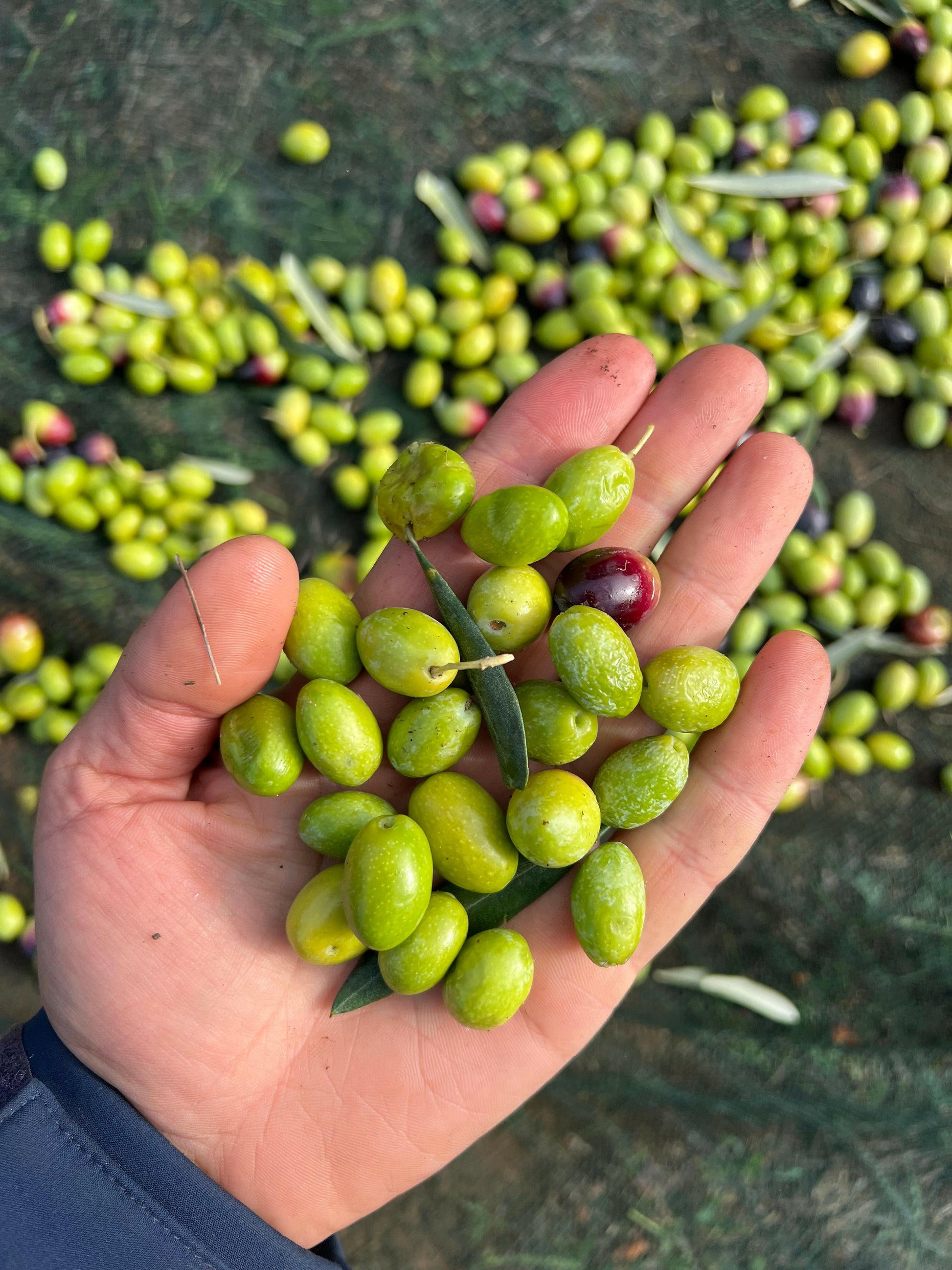 OLIO EXTRA VERGINE DI OLIVA - Coltivato in Basilicata, Italia.