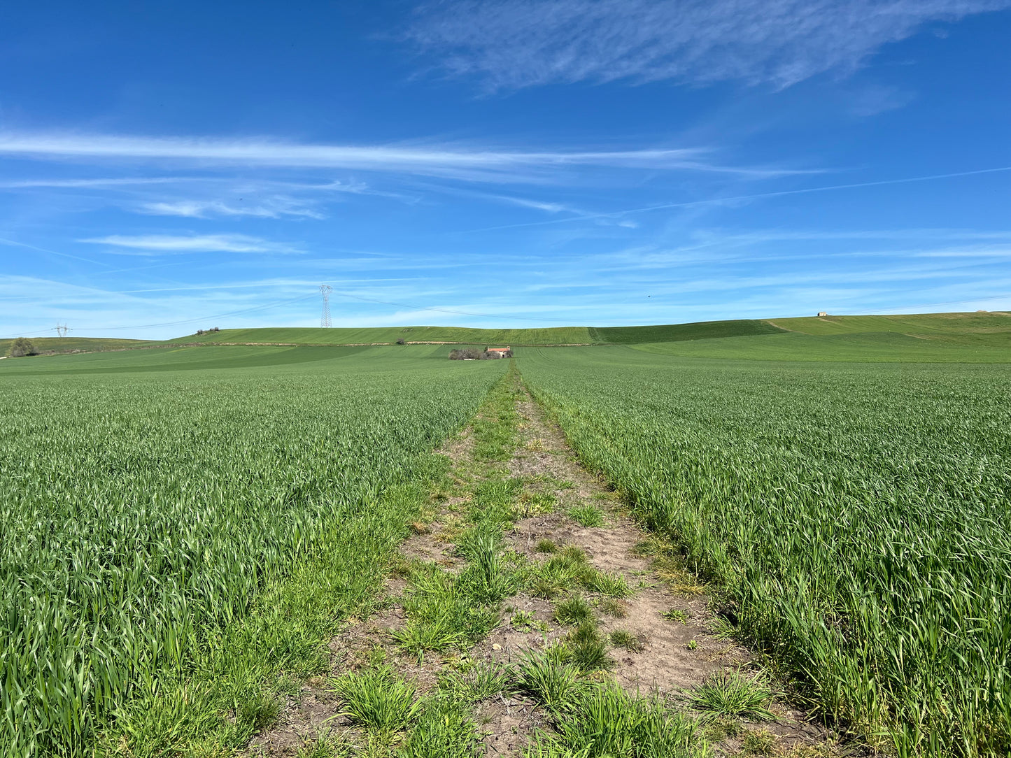 GRANO DURO INTEGRALE  - Coltivato in Basilicata, Italia