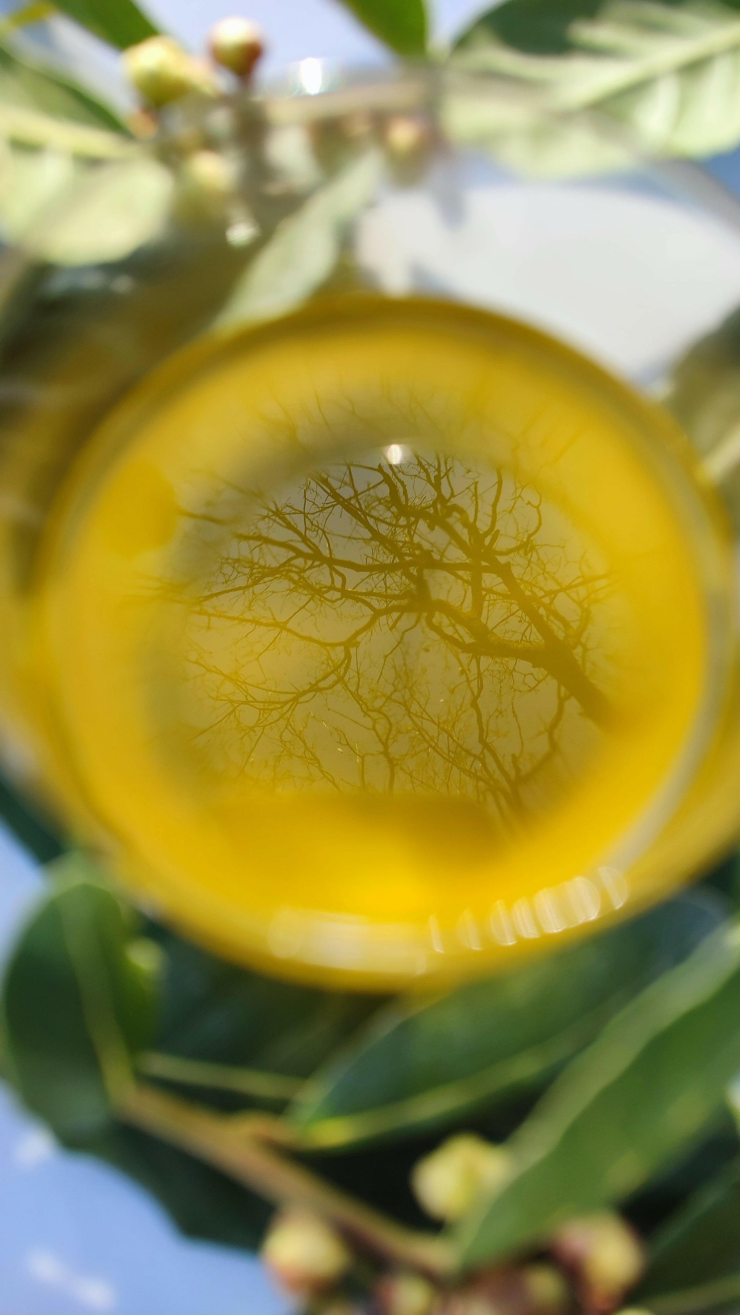 OLIO EXTRA VERGINE DI OLIVA - Coltivato in Basilicata, Italia.