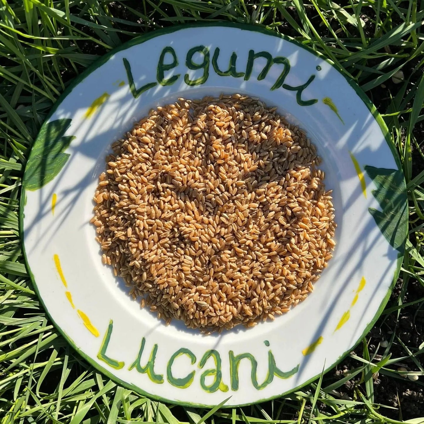 GRANO DURO INTEGRALE  - Coltivato in Basilicata, Italia.