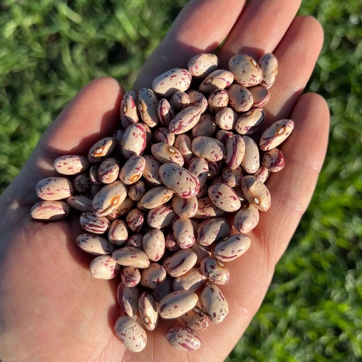 FAGIOLI BORLOTTI - Coltivati in Basilicata, Italia.