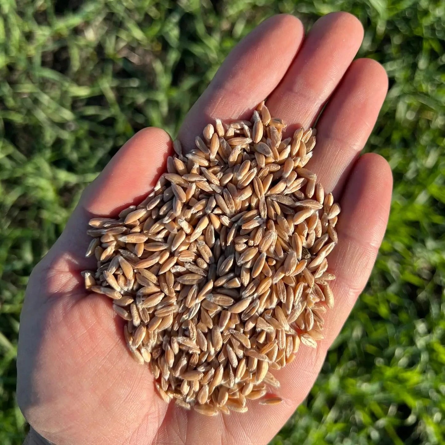 FARRO INTEGRALE  - Coltivato in Basilicata, Italia.