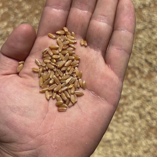 GRANO DURO INTEGRALE  - Coltivato in Basilicata, Italia.