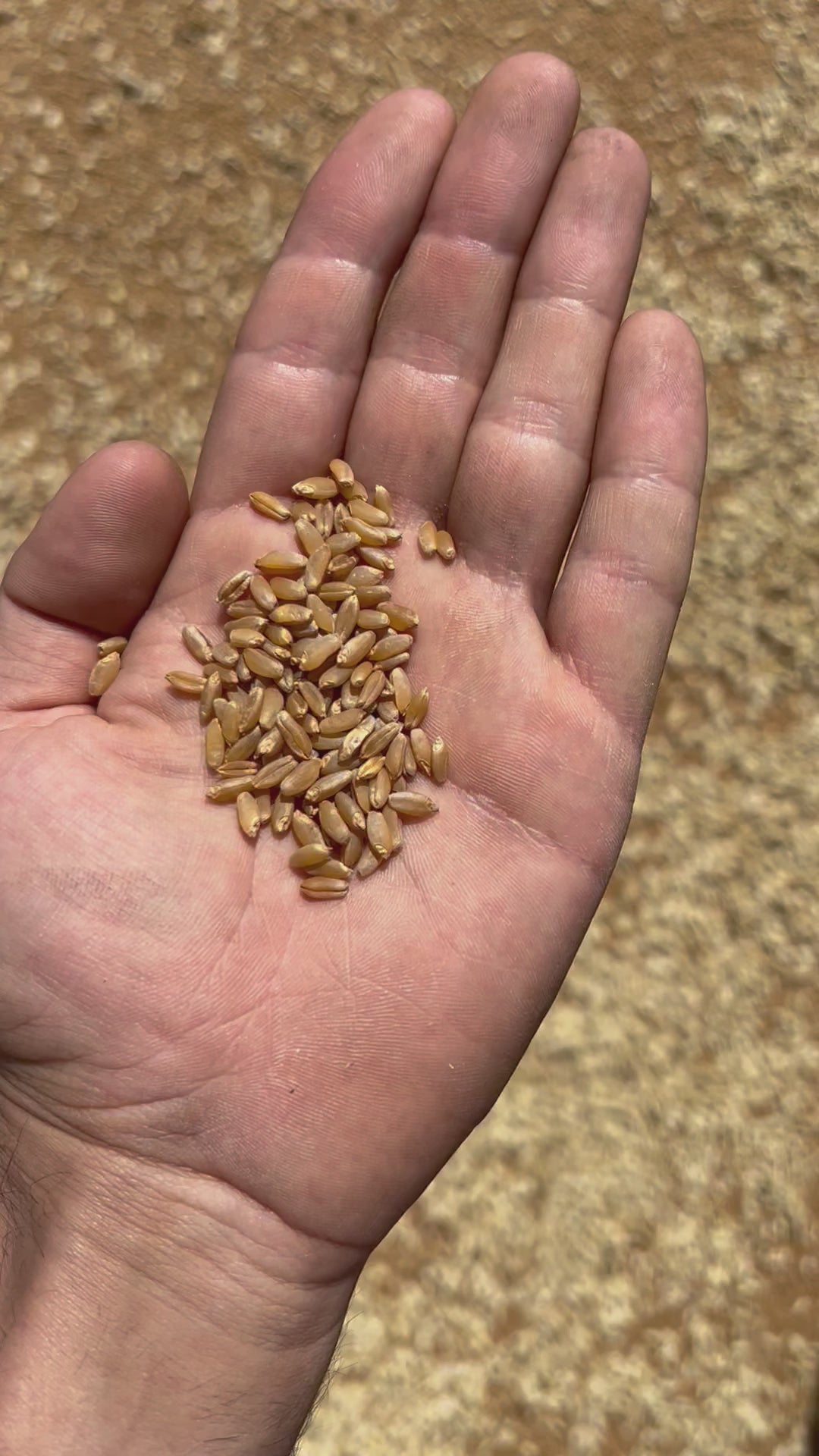 GRANO DURO INTEGRALE  - Coltivato in Basilicata, Italia.