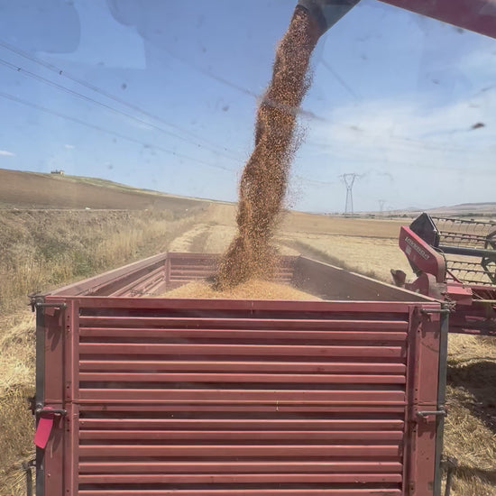 GRANO DURO INTEGRALE  - Coltivato in Basilicata, Italia.