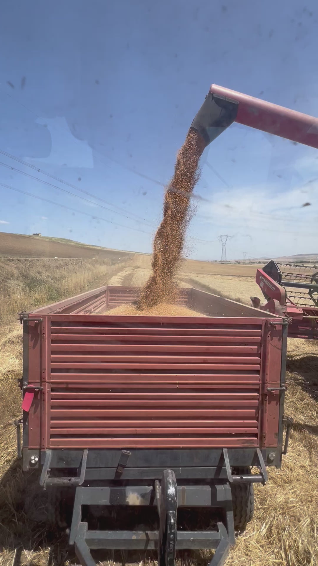 GRANO DURO INTEGRALE  - Coltivato in Basilicata, Italia.