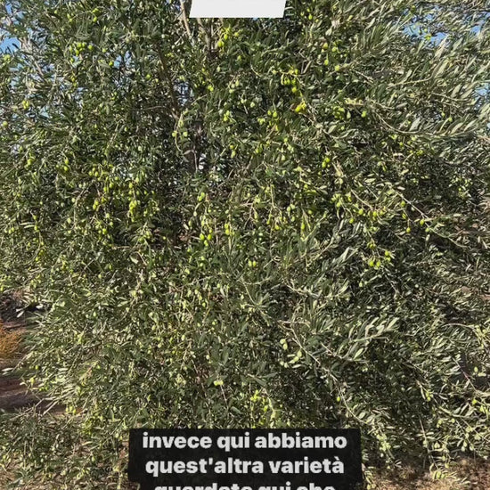 OLIO EXTRA VERGINE DI OLIVA - Coltivato in Basilicata, Italia.